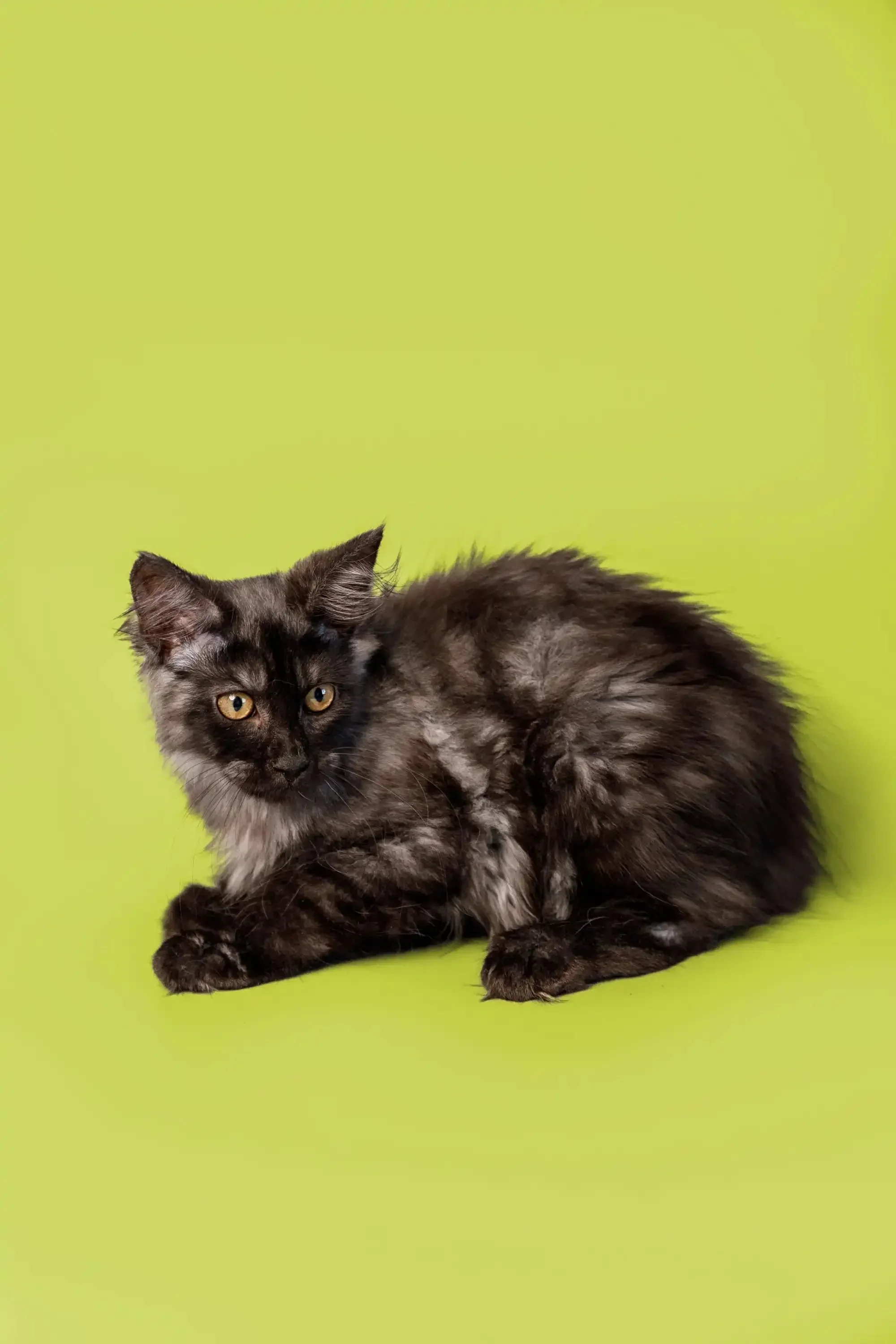 Piper | Maine Coon Kitten - Image 10