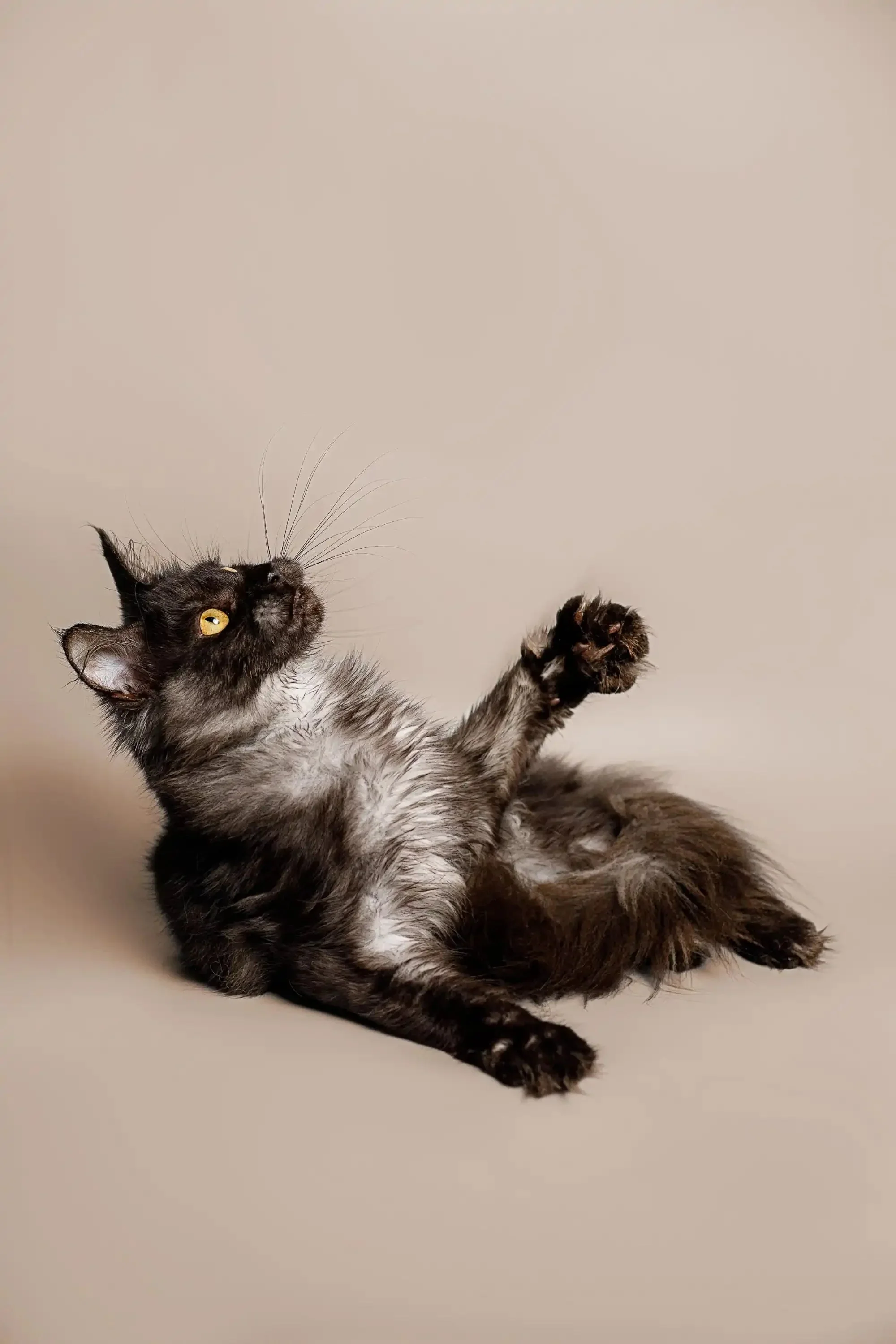Piper | Maine Coon Kitten - Image 7