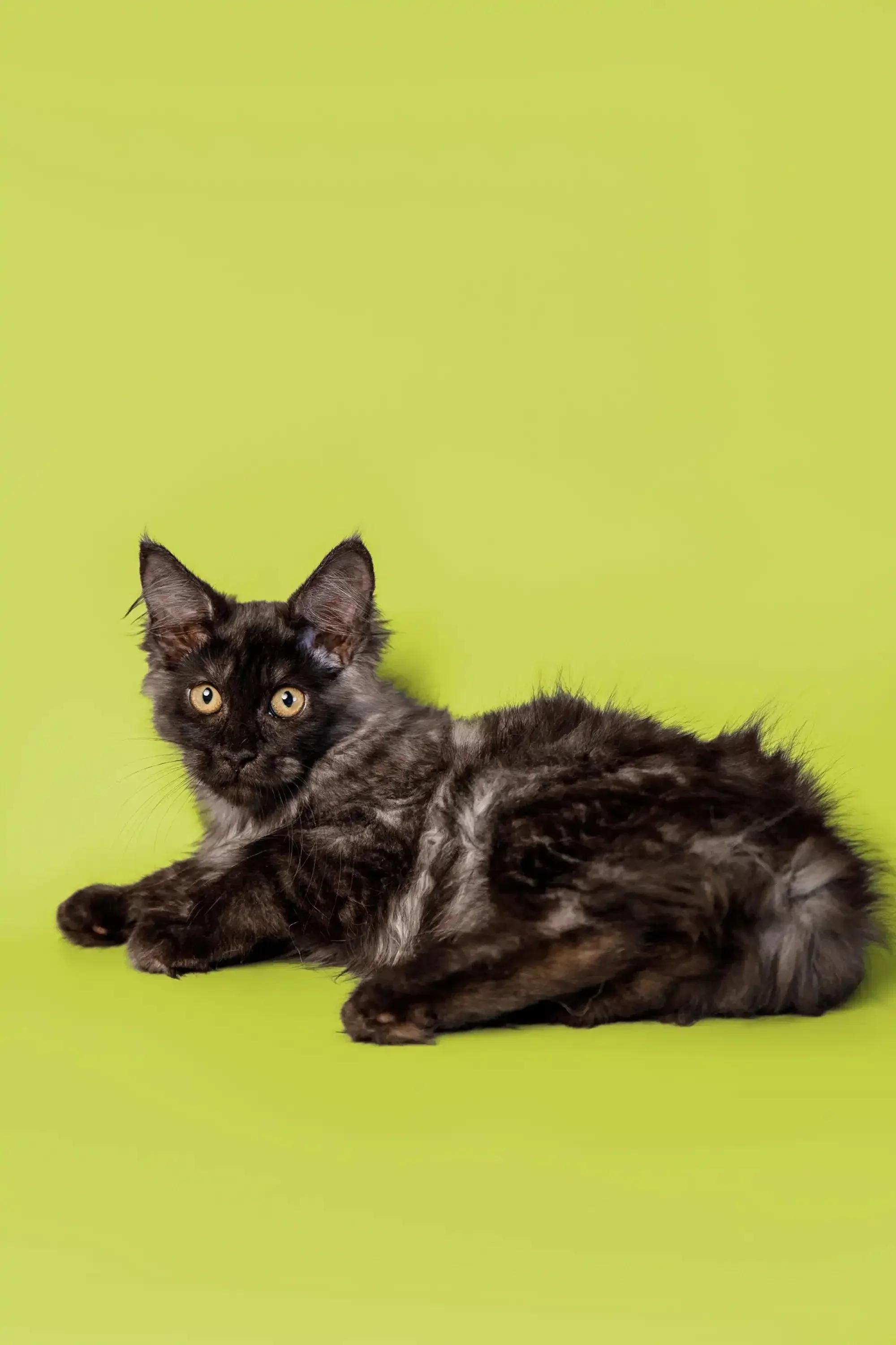 Piper | Maine Coon Kitten - Image 9