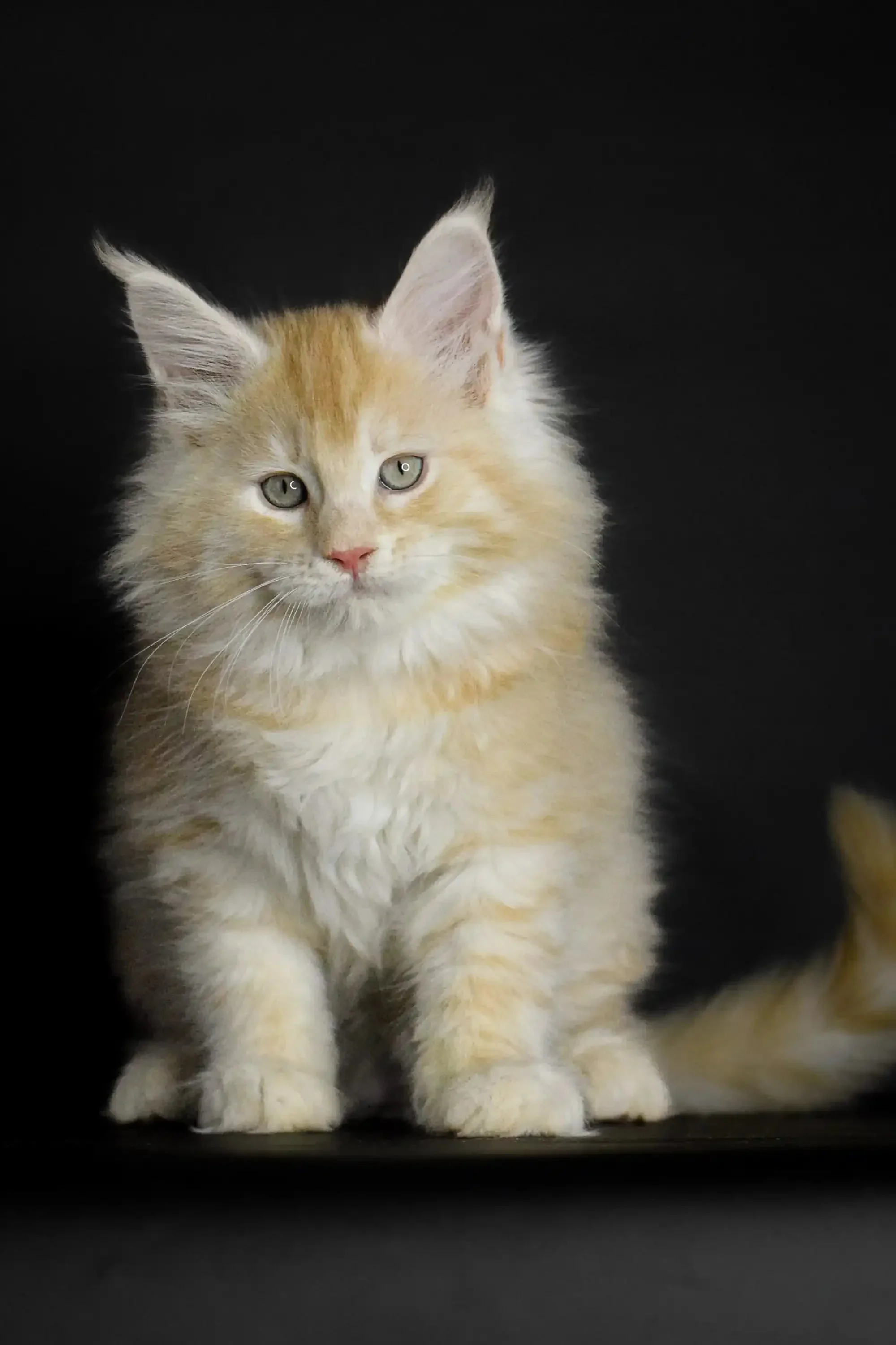 Piru | Maine Coon Kitten - Image 16