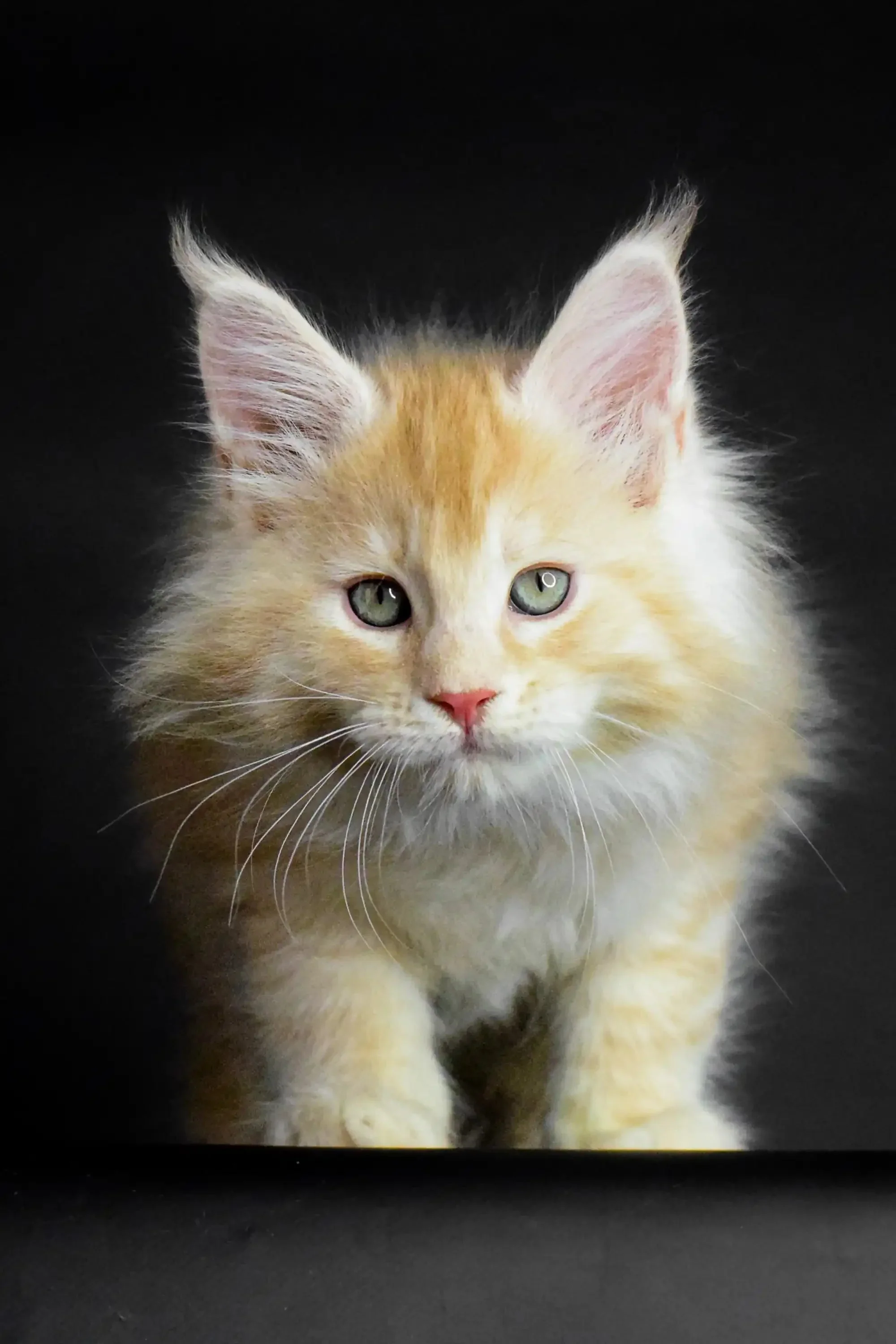 Piru | Maine Coon Kitten - Image 2