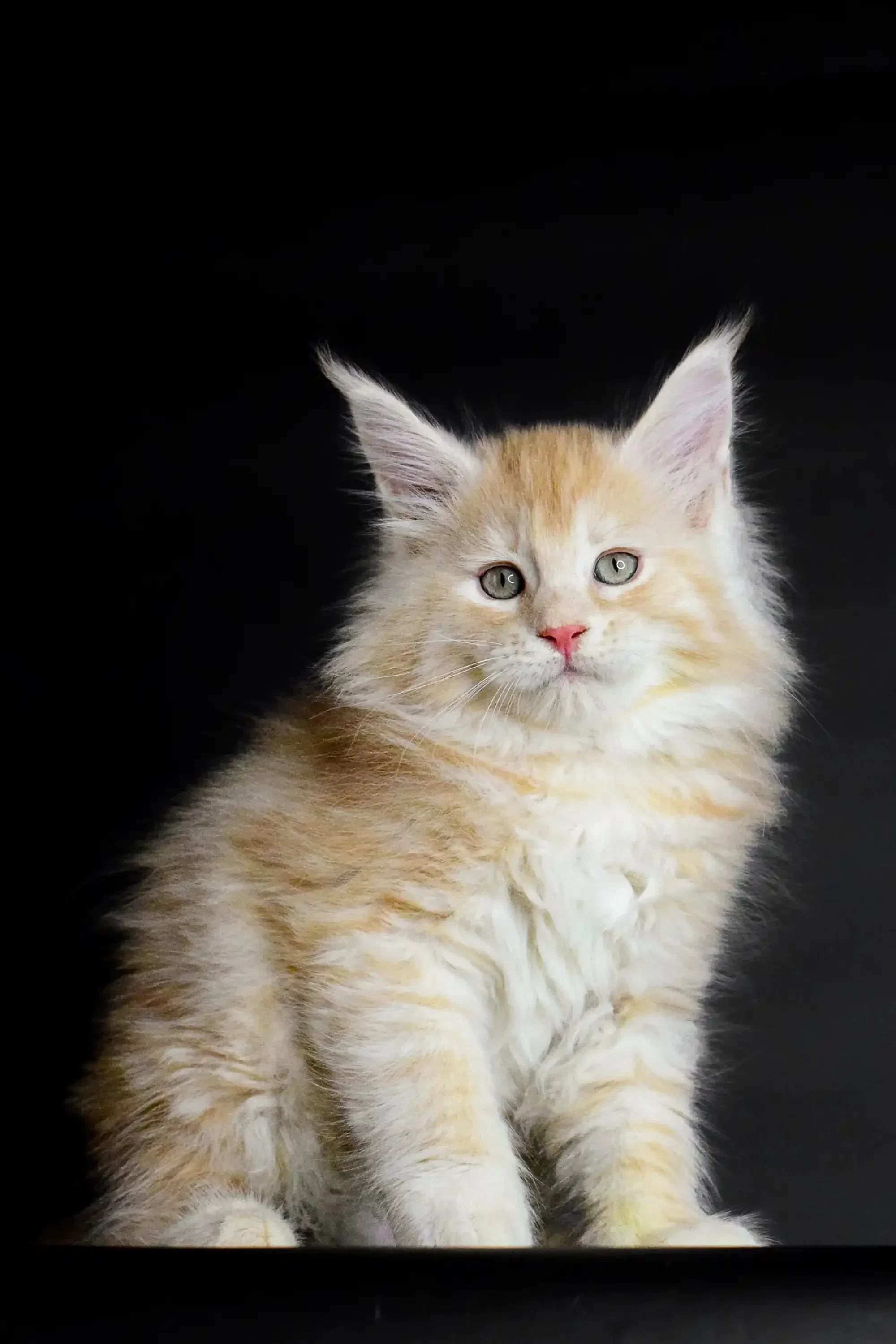 Piru | Maine Coon Kitten - Image 24