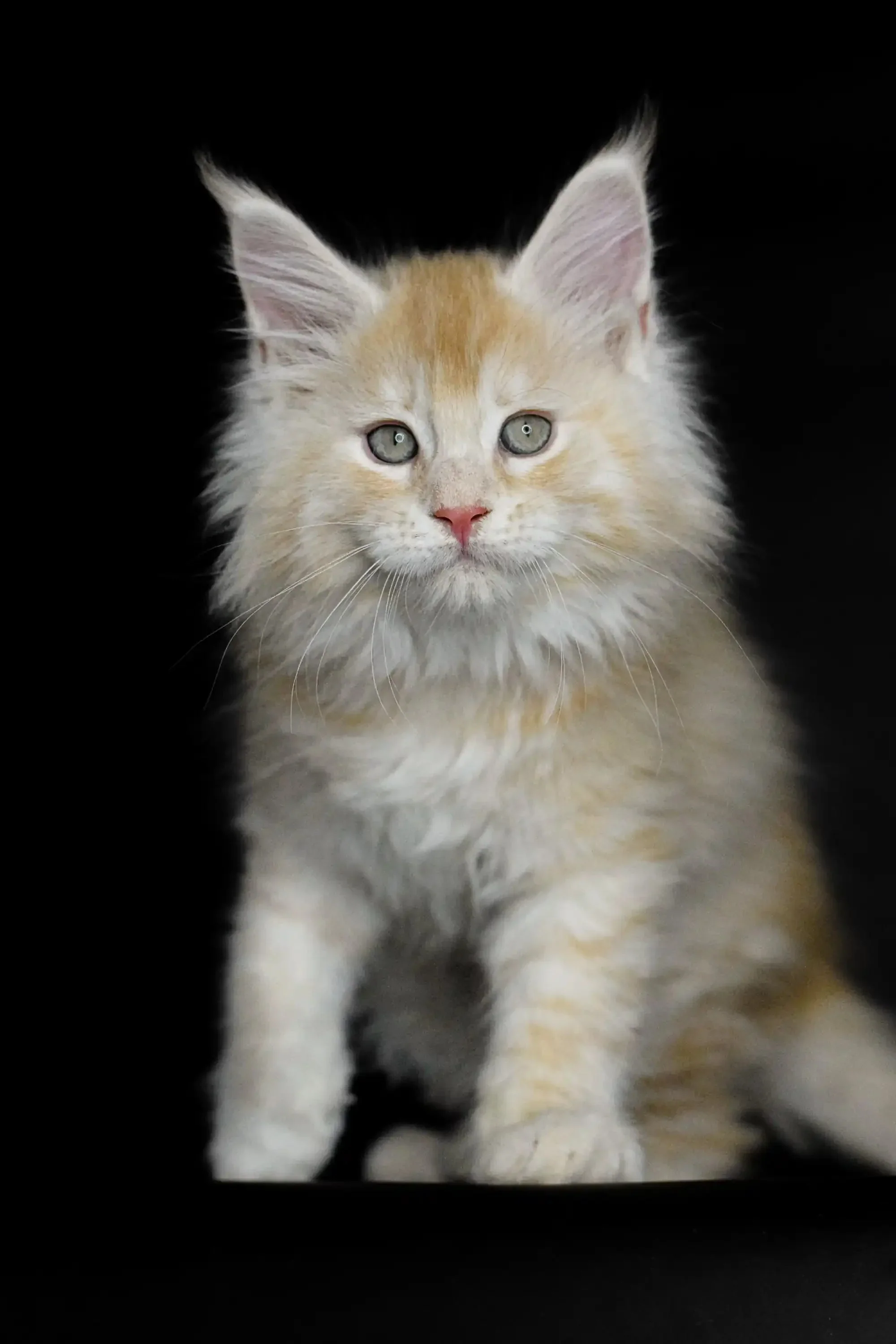 Piru | Maine Coon Kitten - Image 9