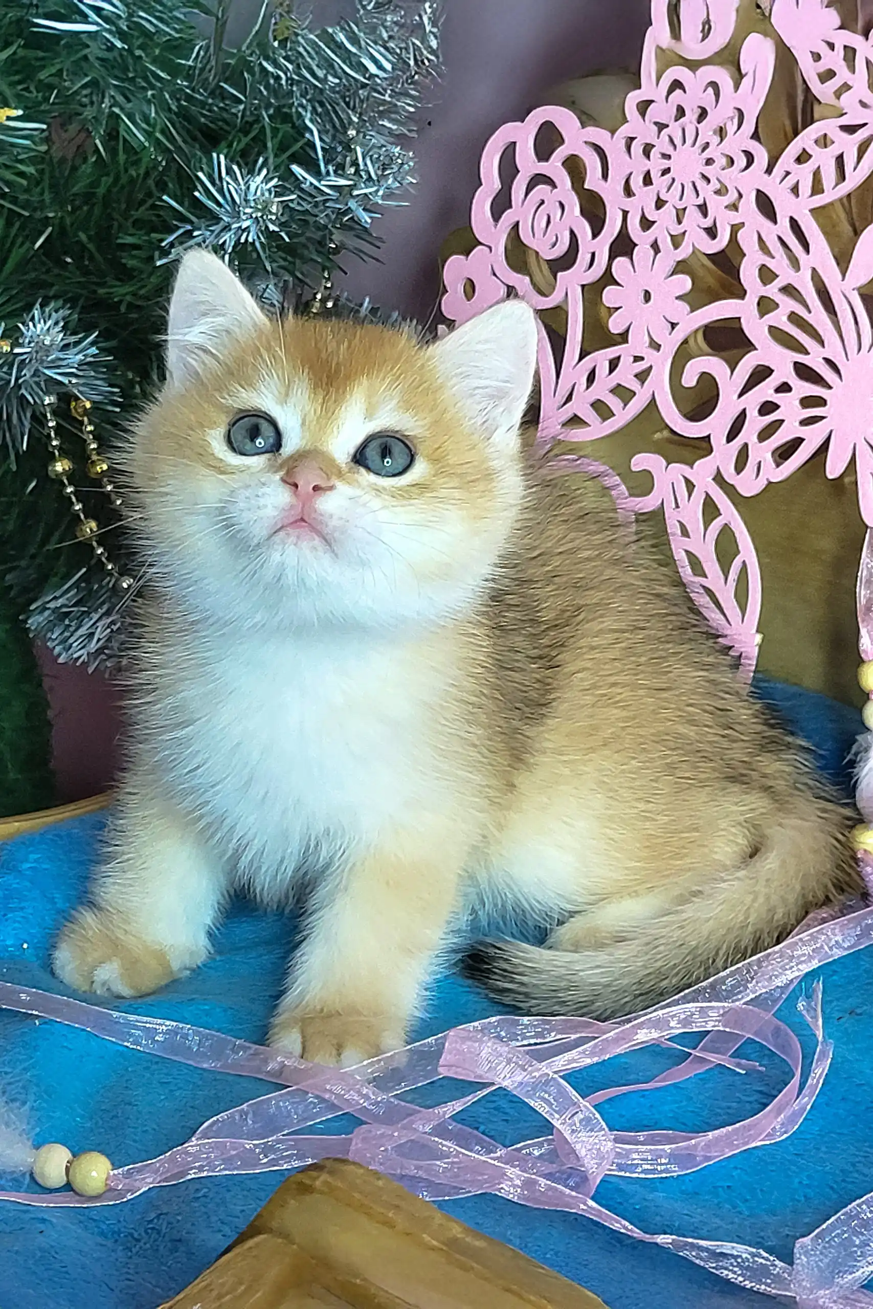 Platon | British Shorthair Kitten - Image 3