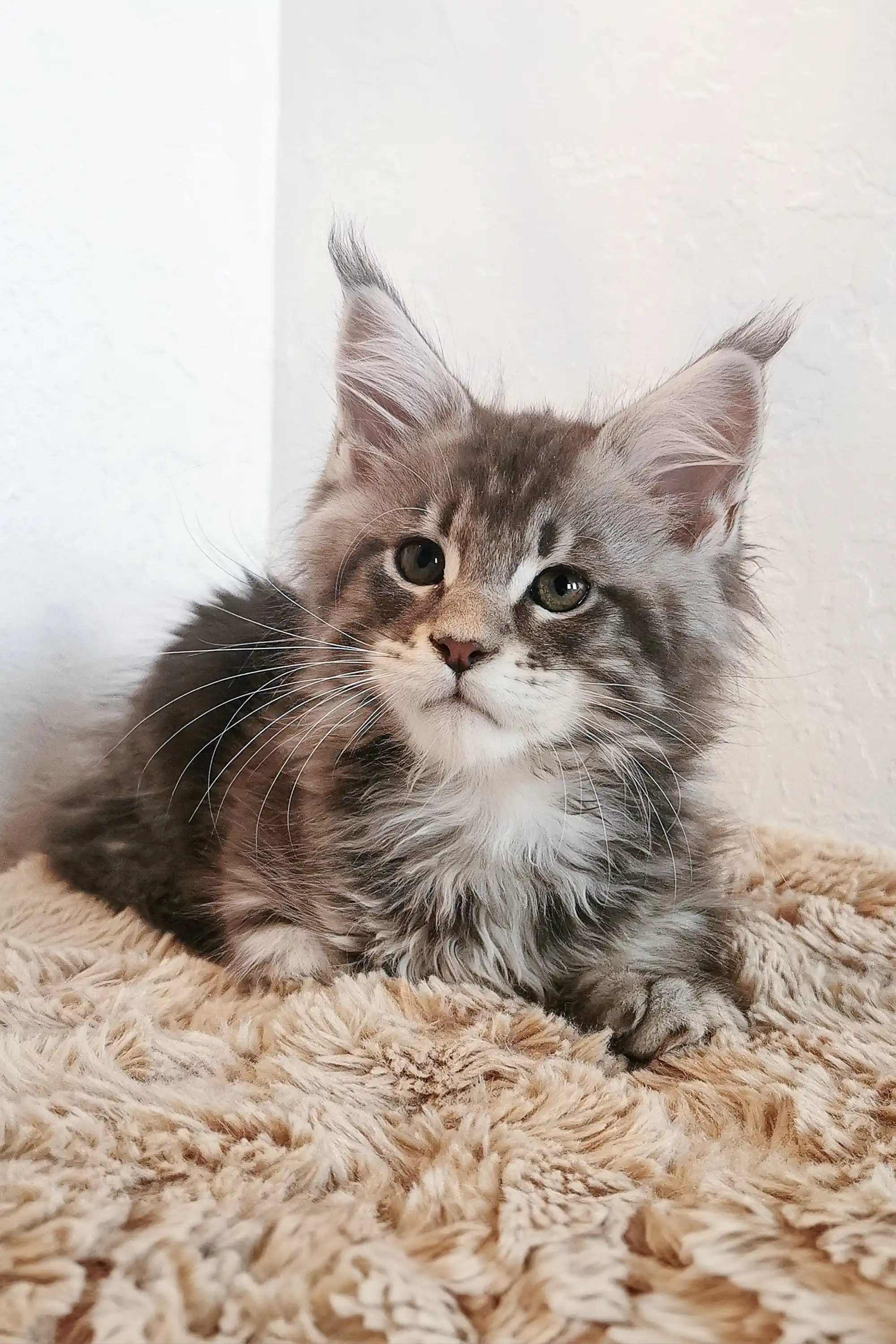 Platosha | Maine Coon Kitten - Image 2