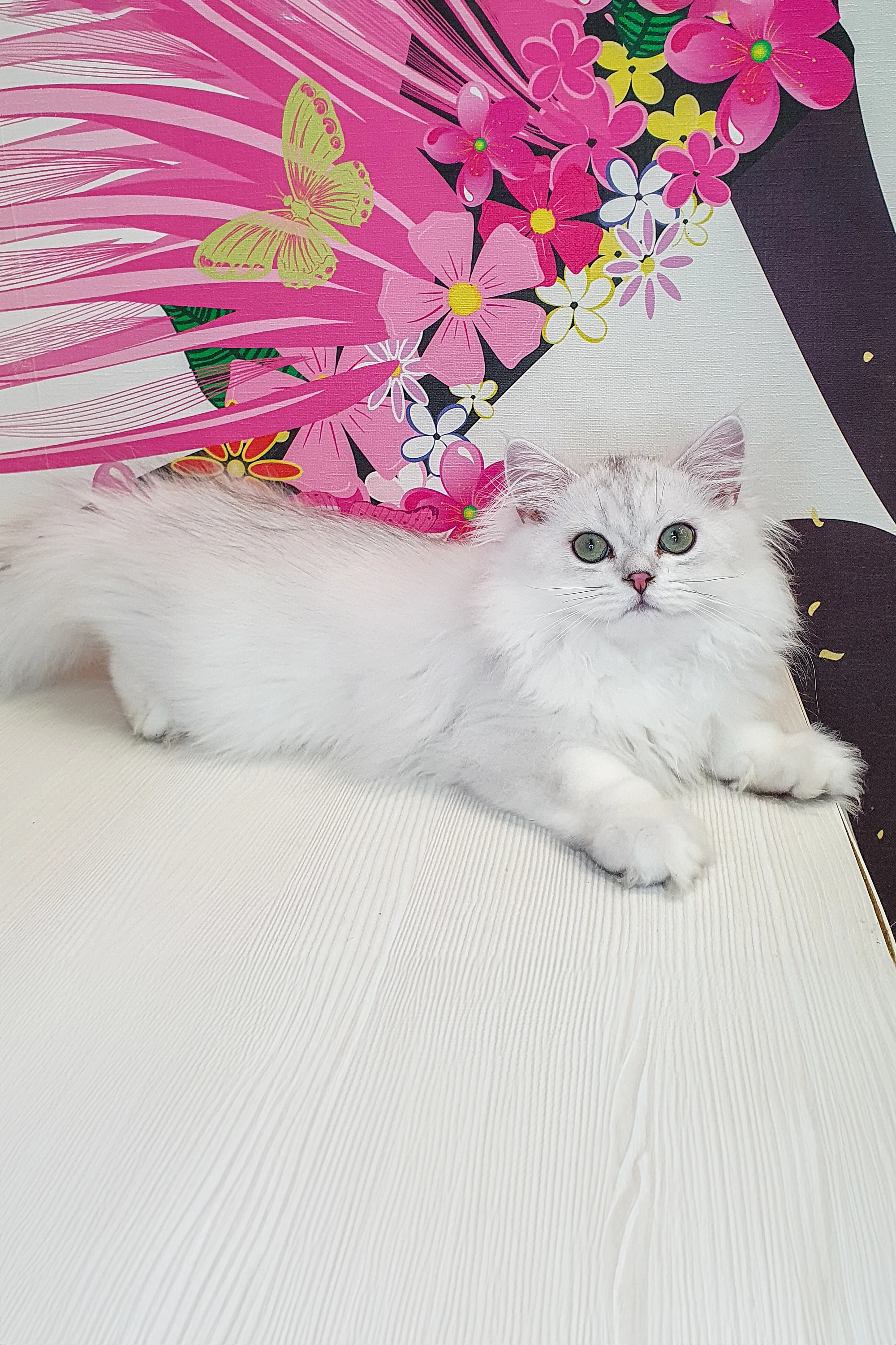 Plombir | British Longhair Kitten - Image 9