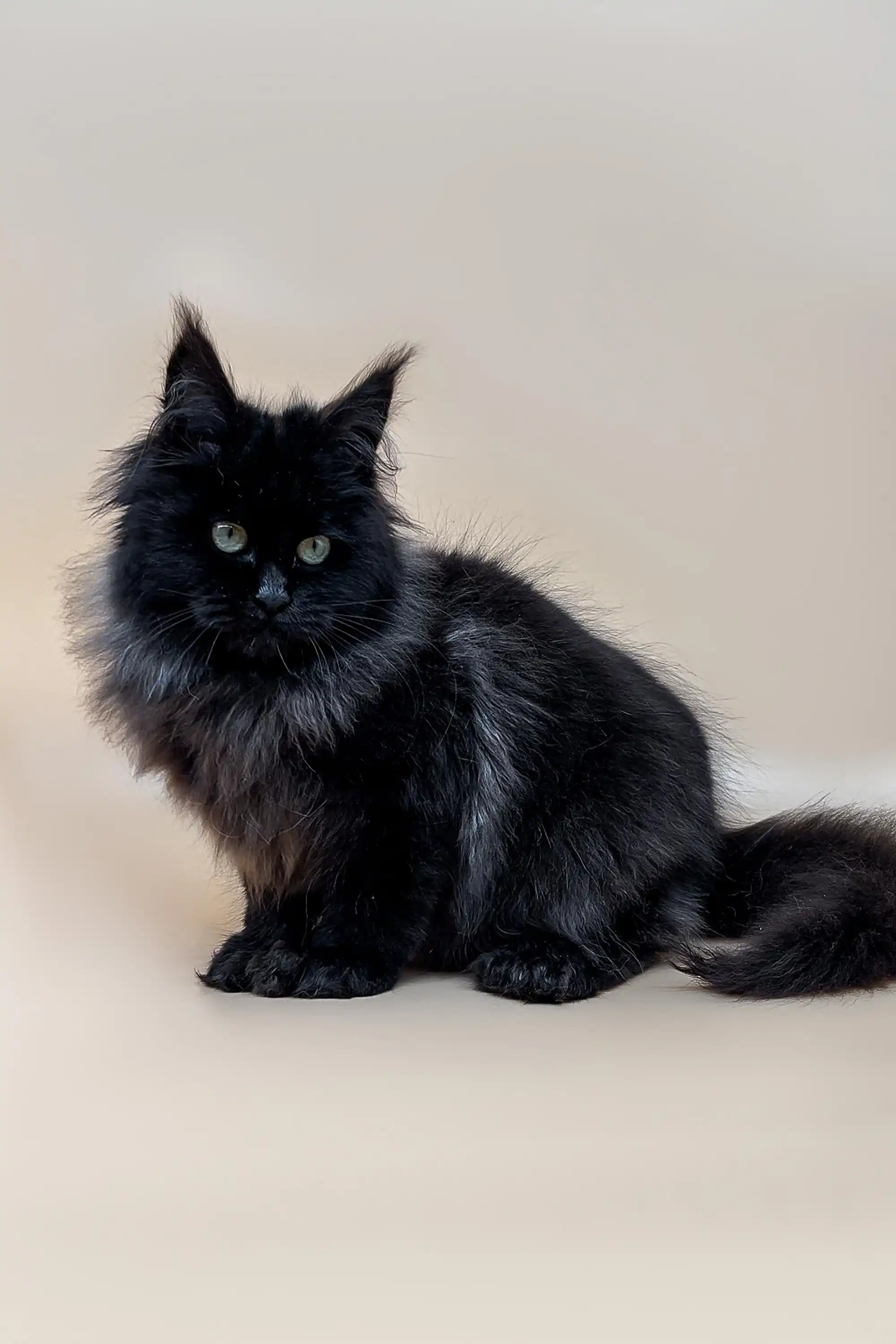 Pluto | Polydactyl Maine Coon Kitten - Image 2