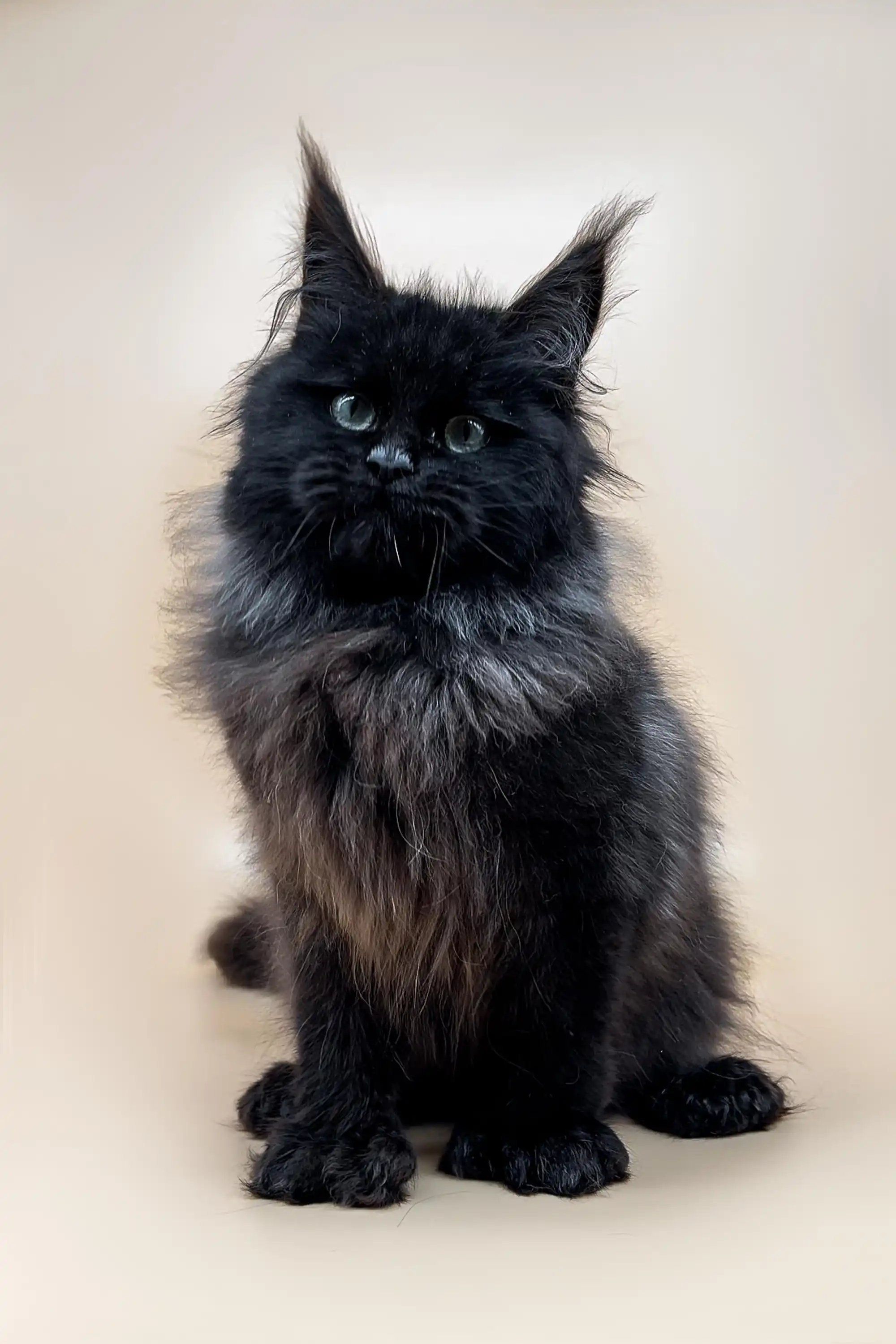 Pluto | Polydactyl Maine Coon Kitten - Image 4