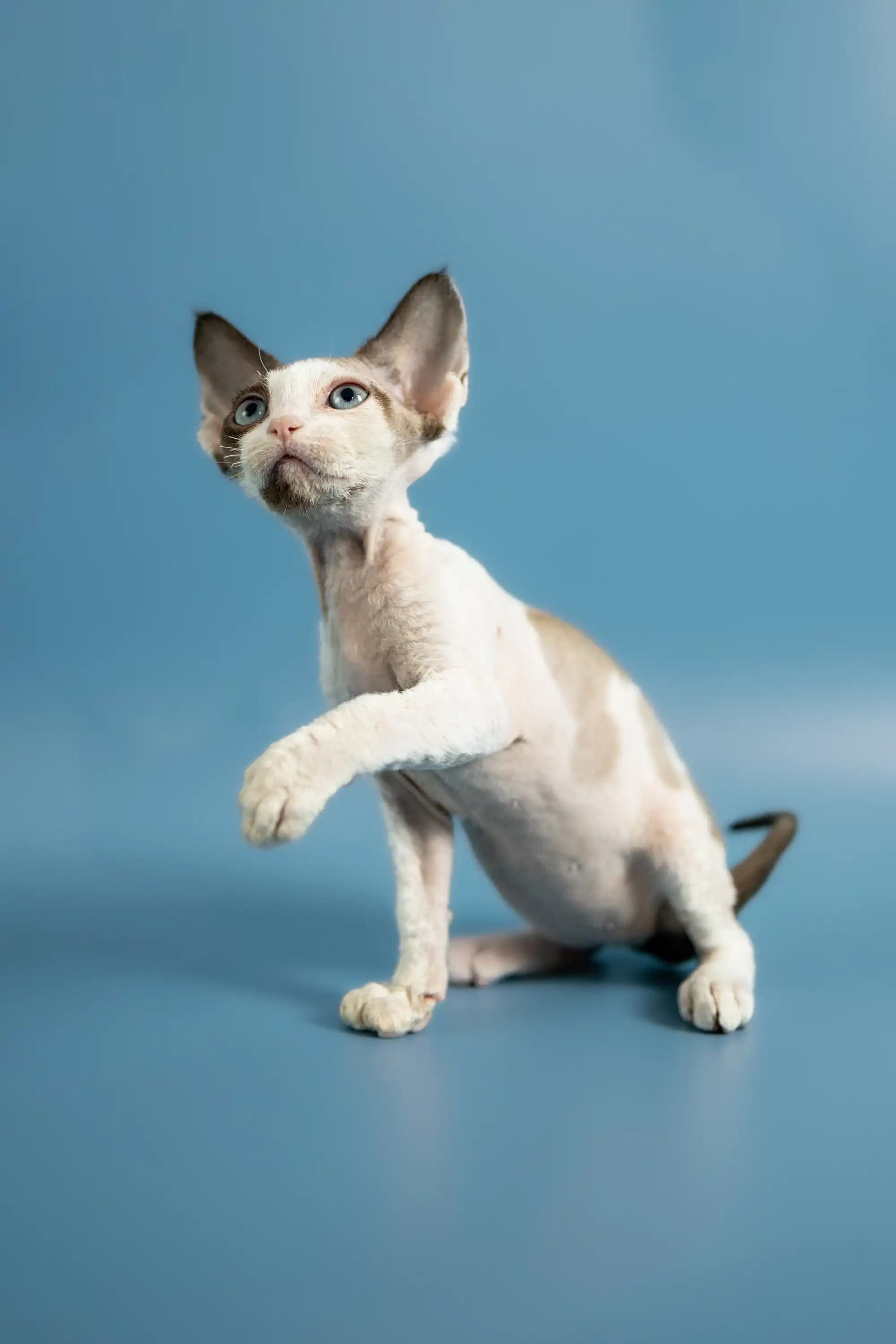 Pluton | Devon Rex Kitten - Image 24