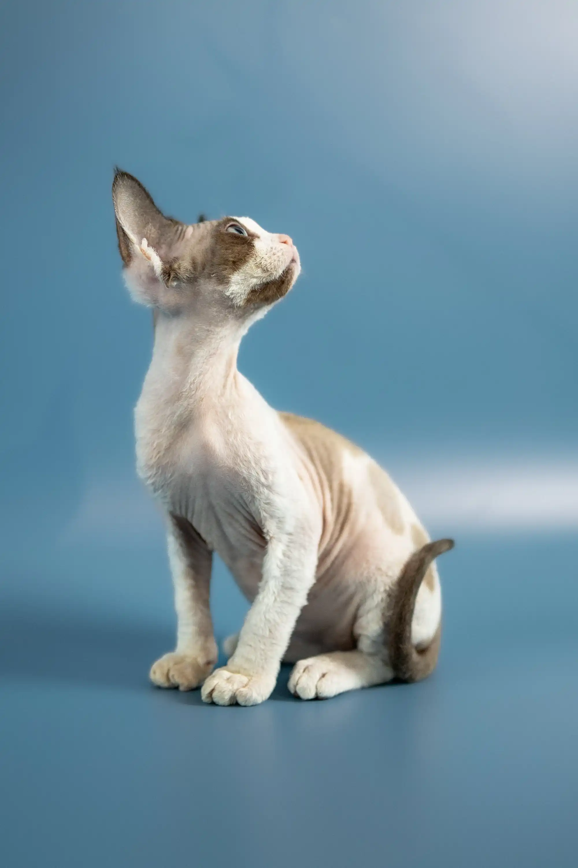 Pluton | Devon Rex Kitten - Image 5