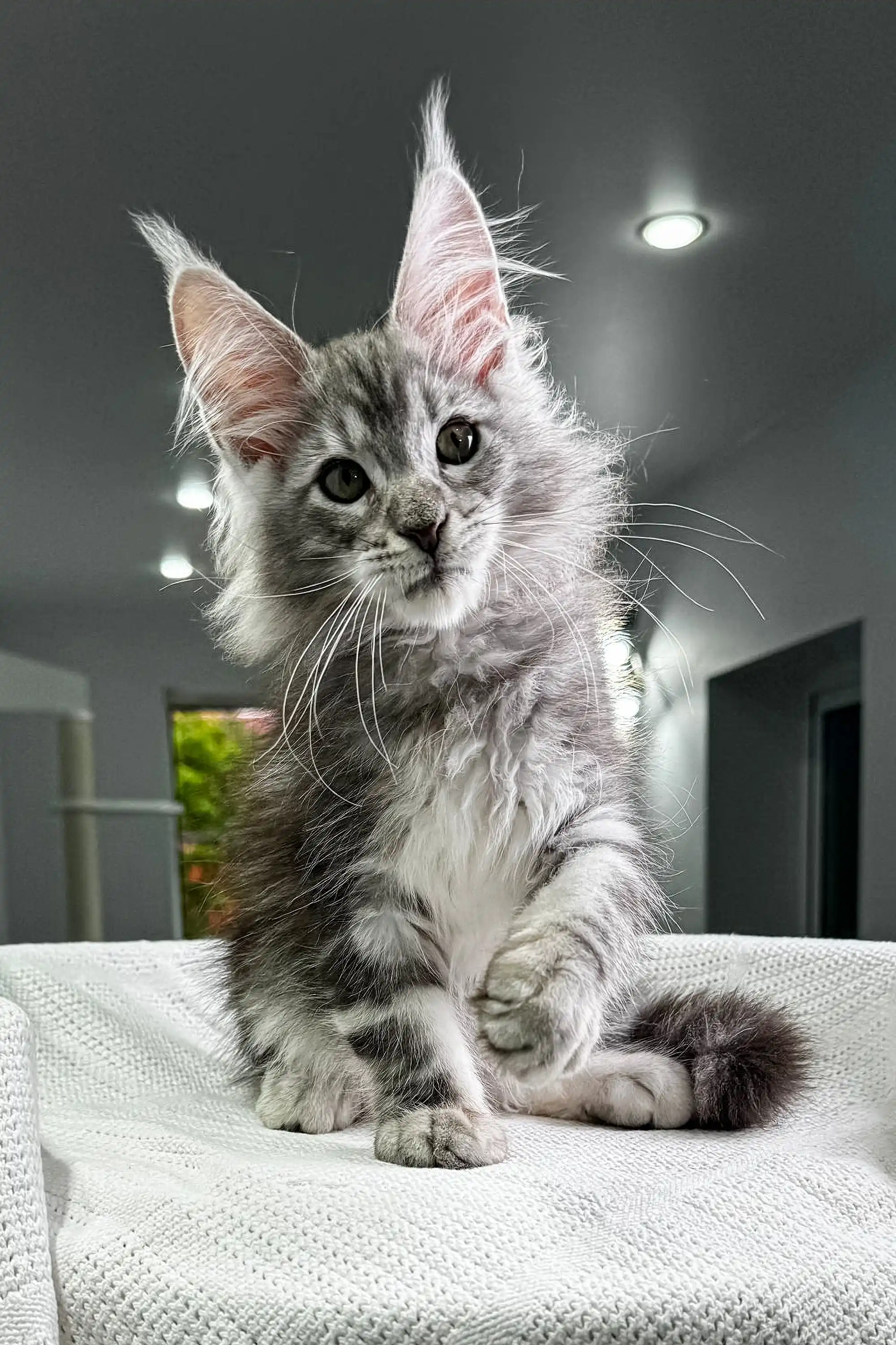 Poker | Maine Coon Kitten - Image 2