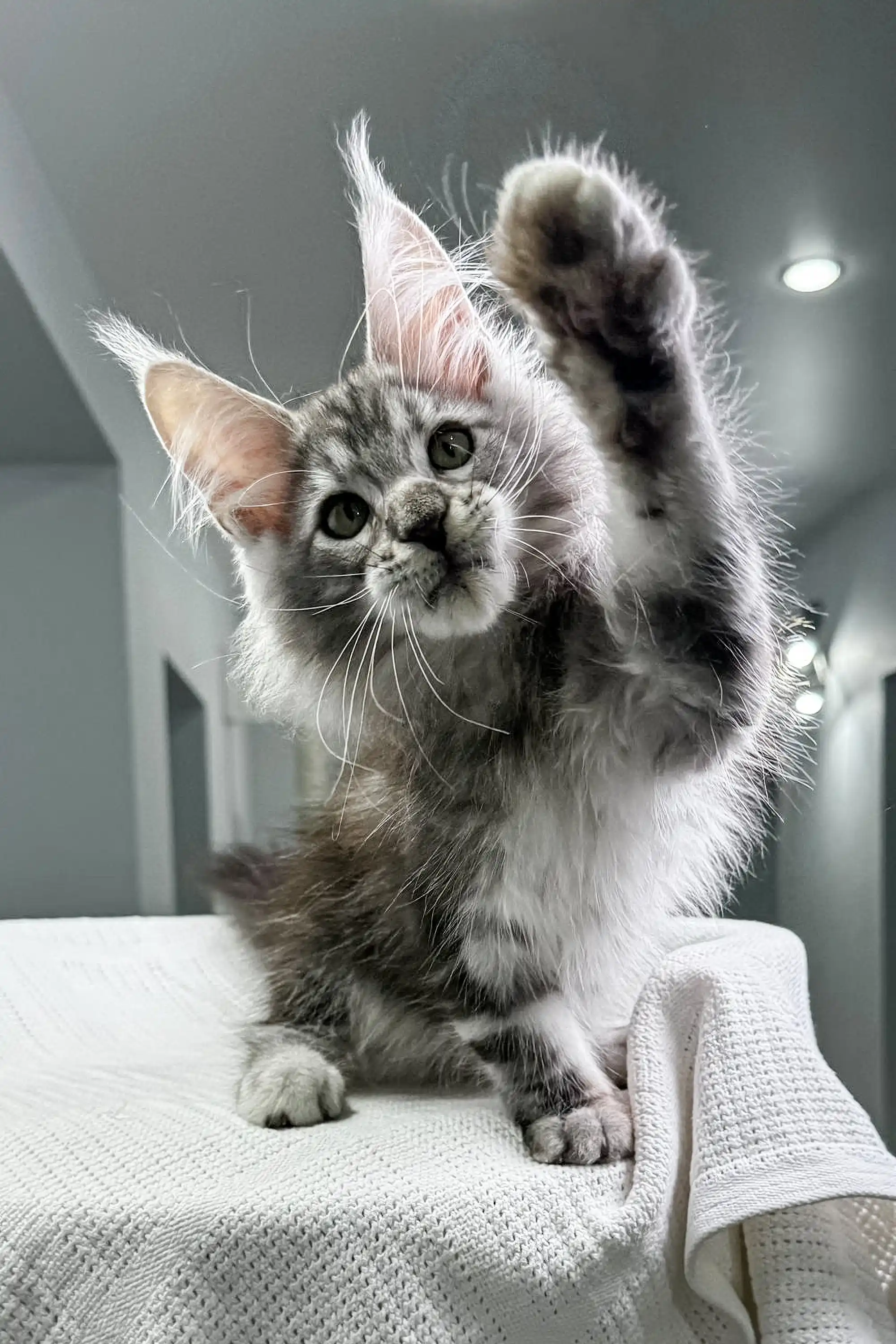Poker | Maine Coon Kitten - Image 6