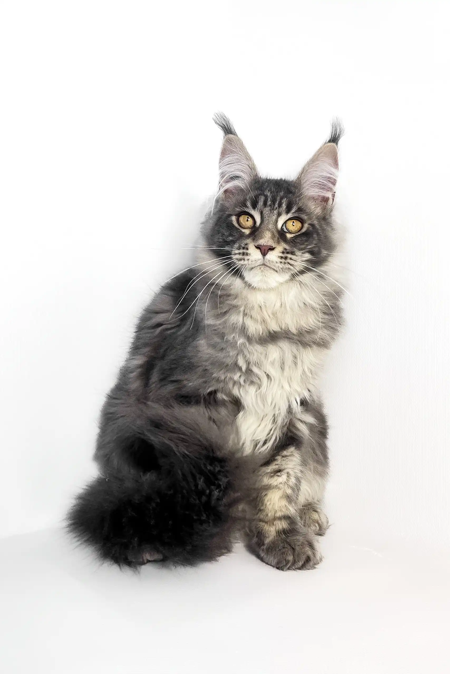 Polly | Maine Coon Kitten - Image 2