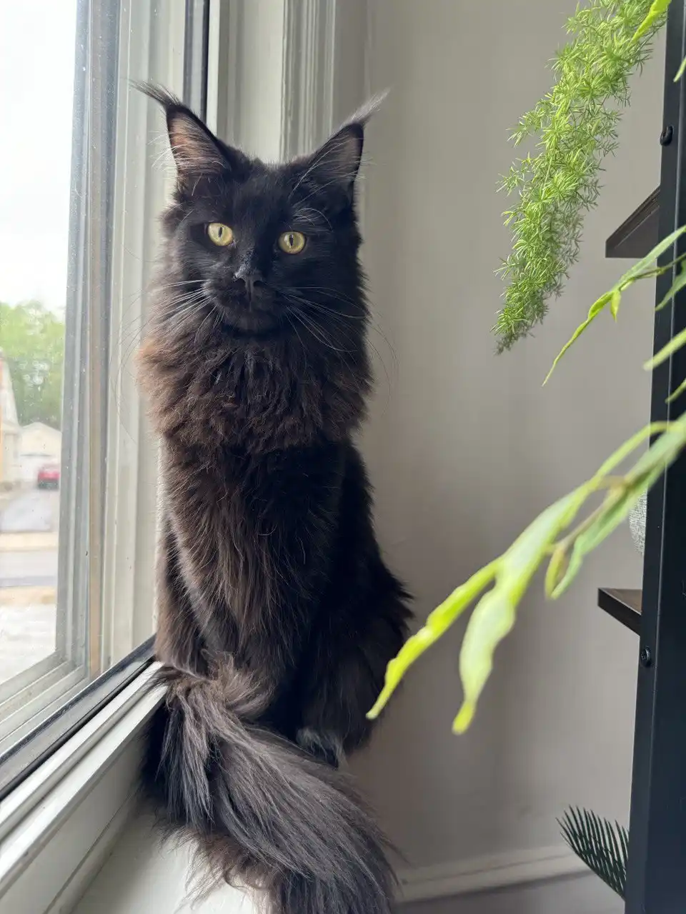 Prada | Maine Coon Kitten - Image 13
