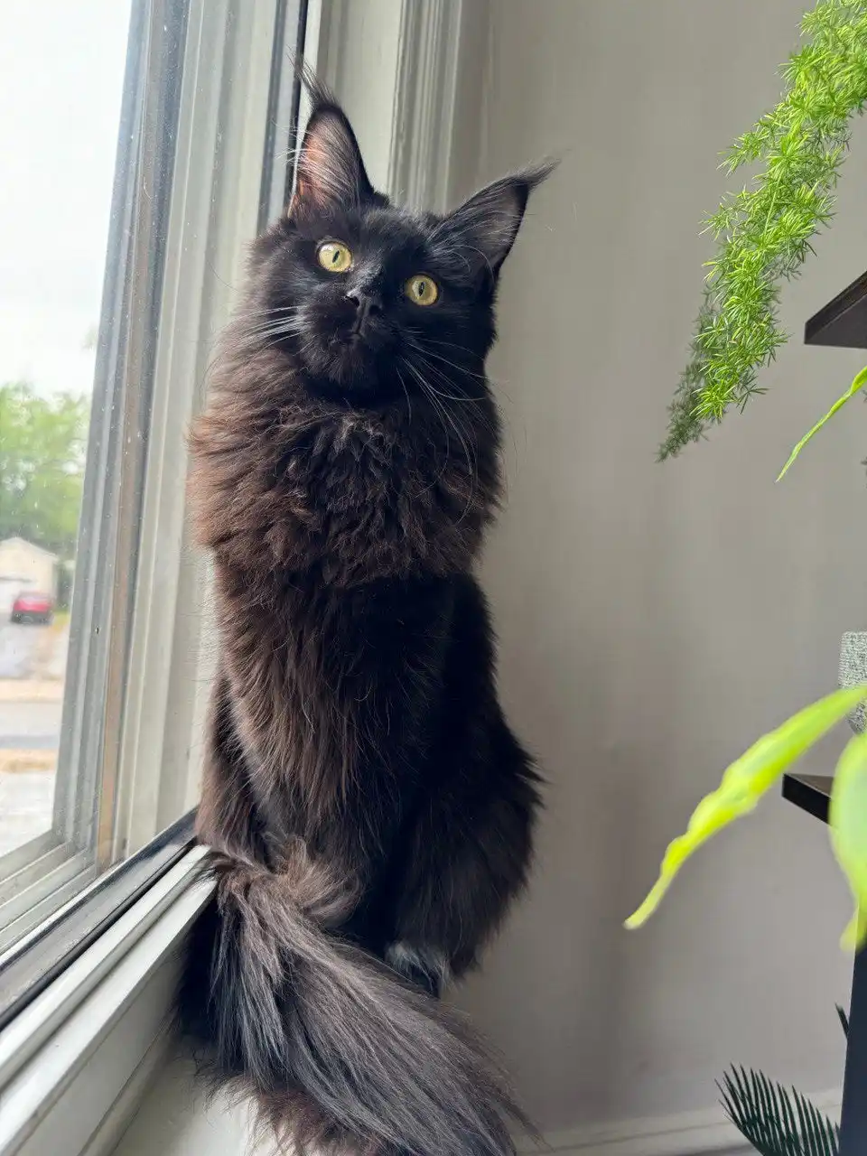 Prada | Maine Coon Kitten - Image 14