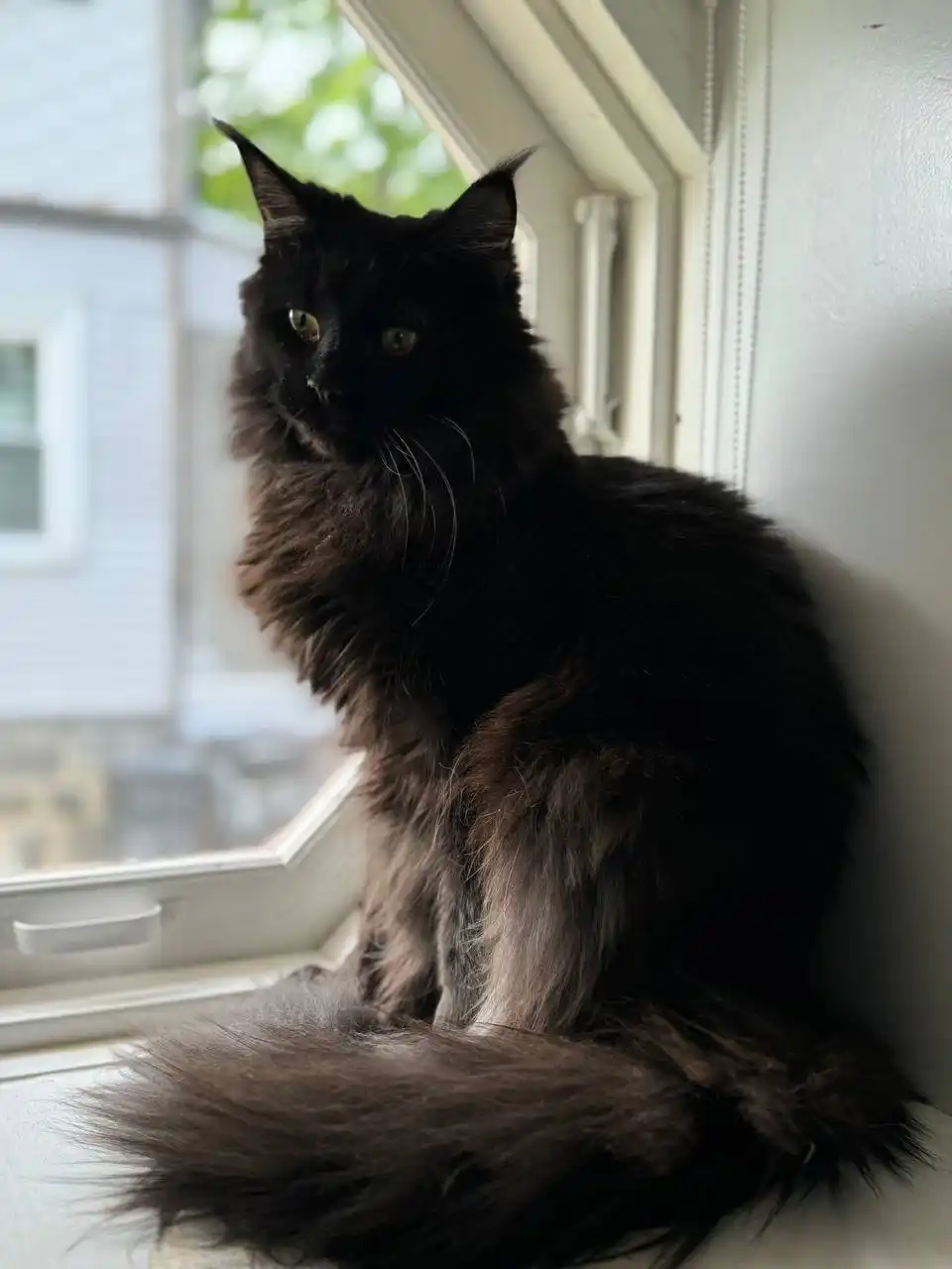 Prada | Maine Coon Kitten - Image 6