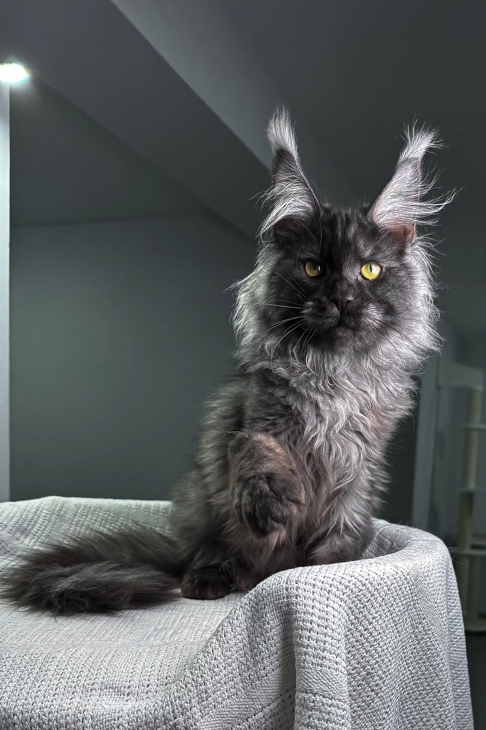 Pride | Maine Coon Kitten - Image 6