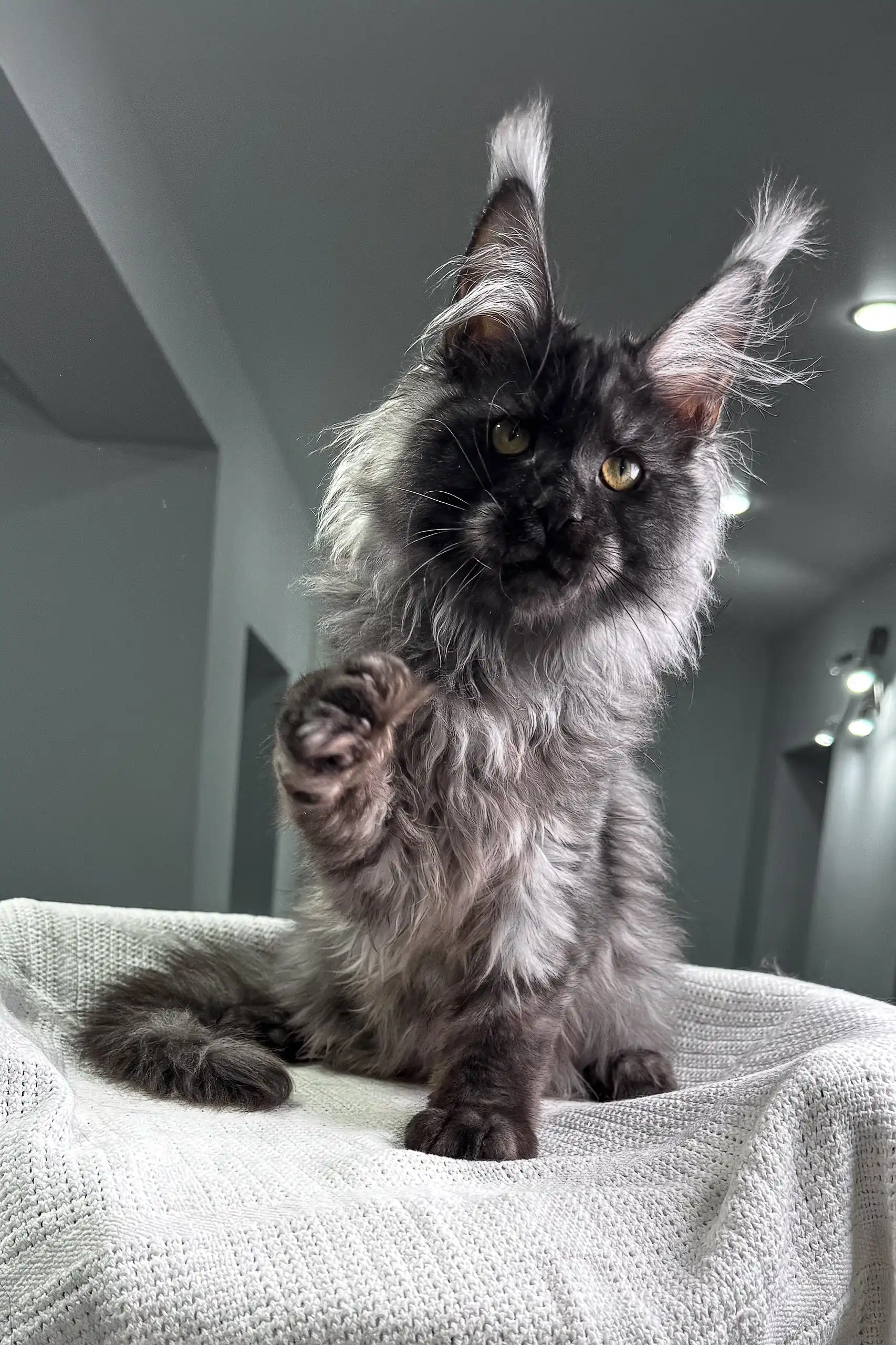 Pride | Maine Coon Kitten - Image 7