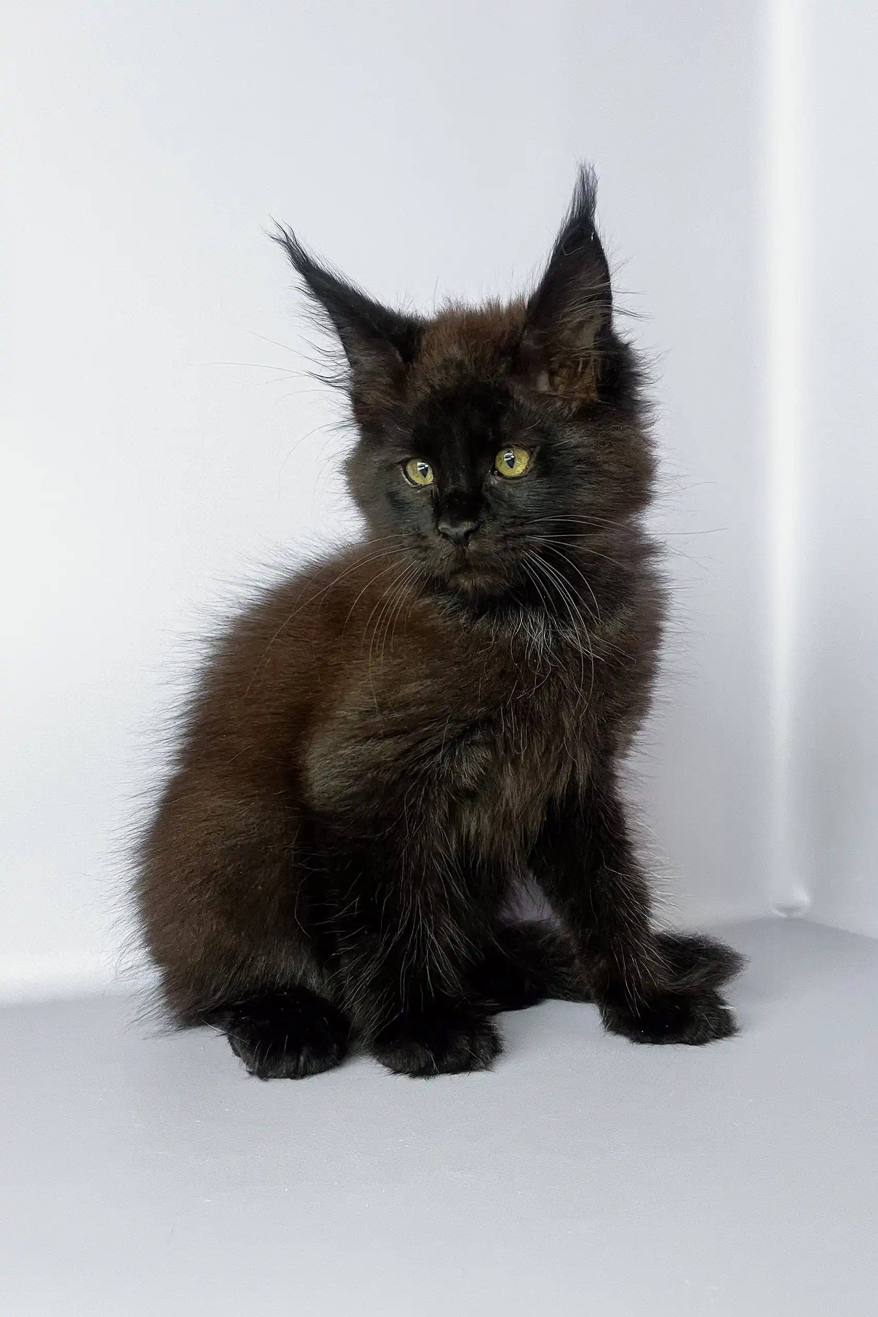 Puffy | Maine Coon Kitten - Image 6