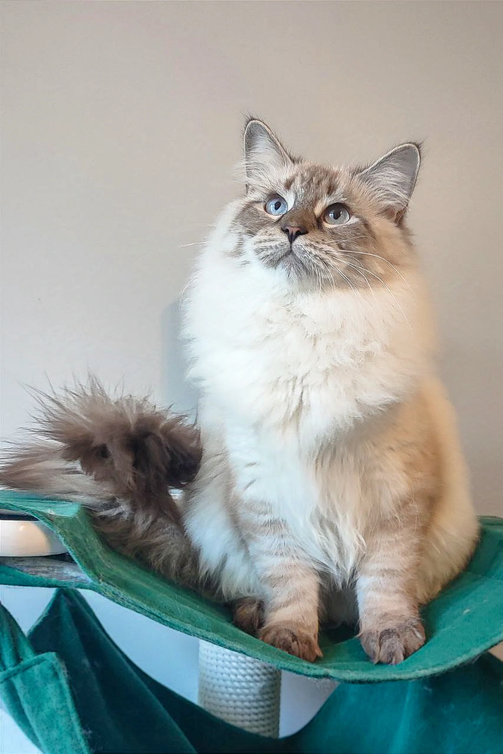 Qaisar | Siberian Kitten - Image 2