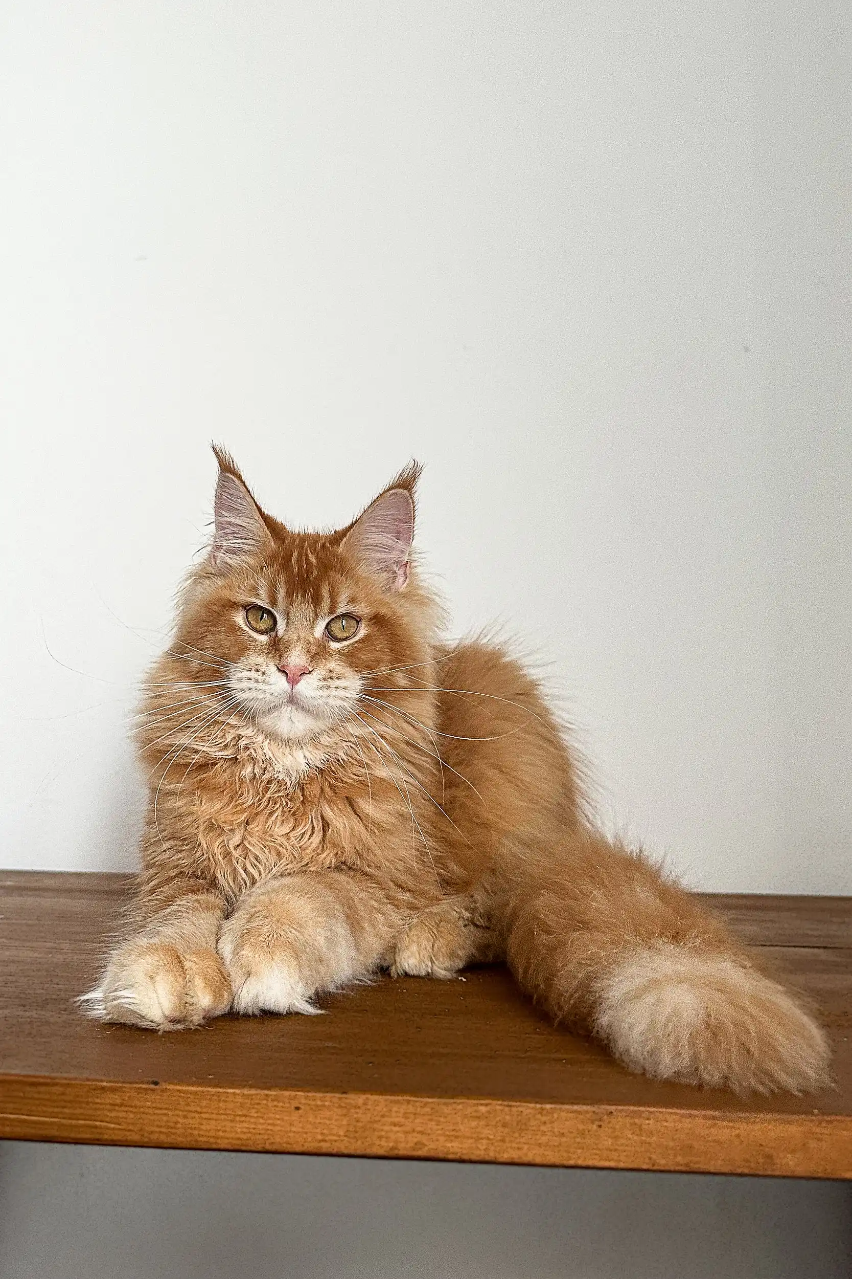 Quasar | Maine Coon Kitten - Image 2