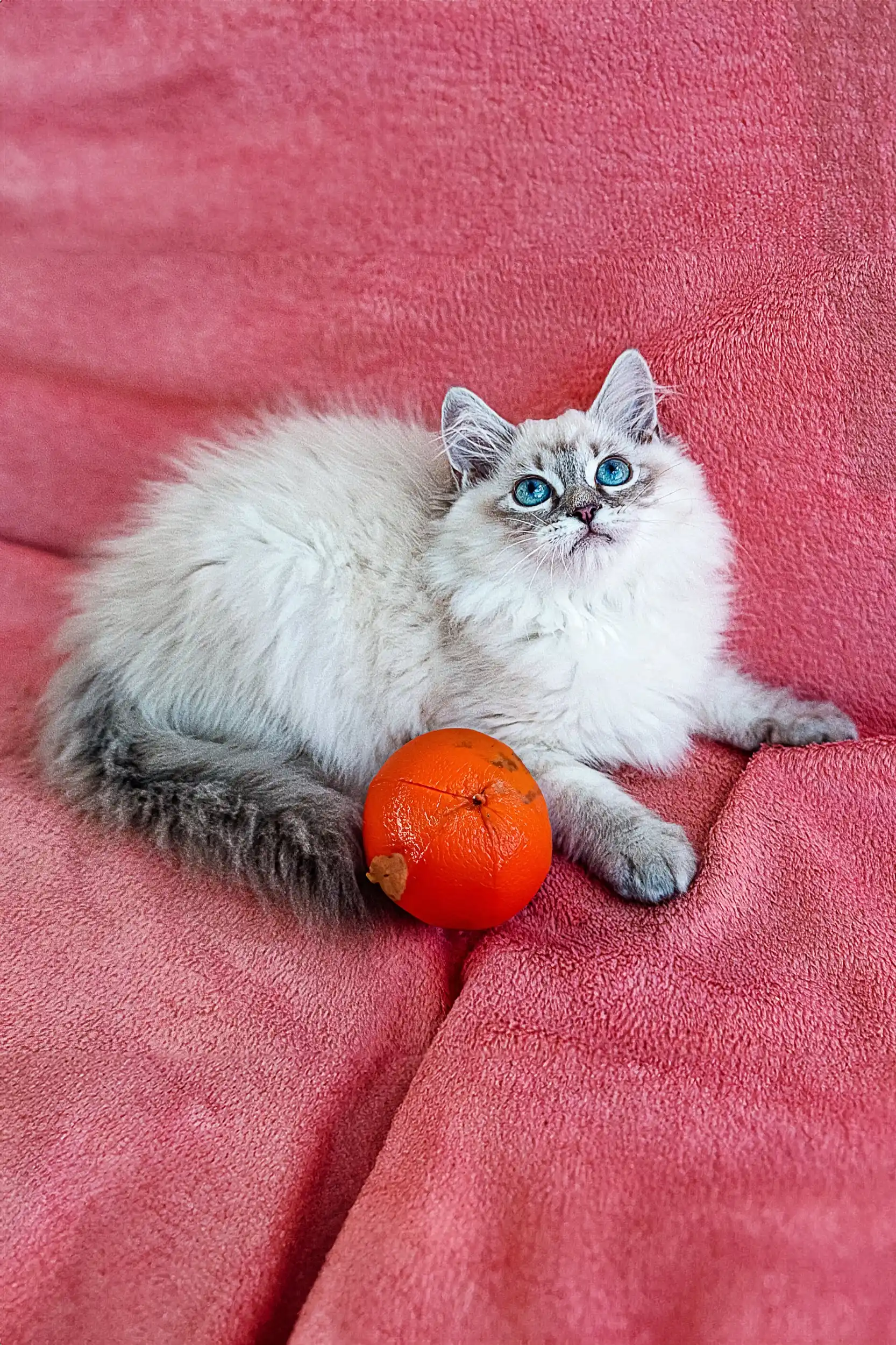 Quence | Siberian Kitten - Image 5
