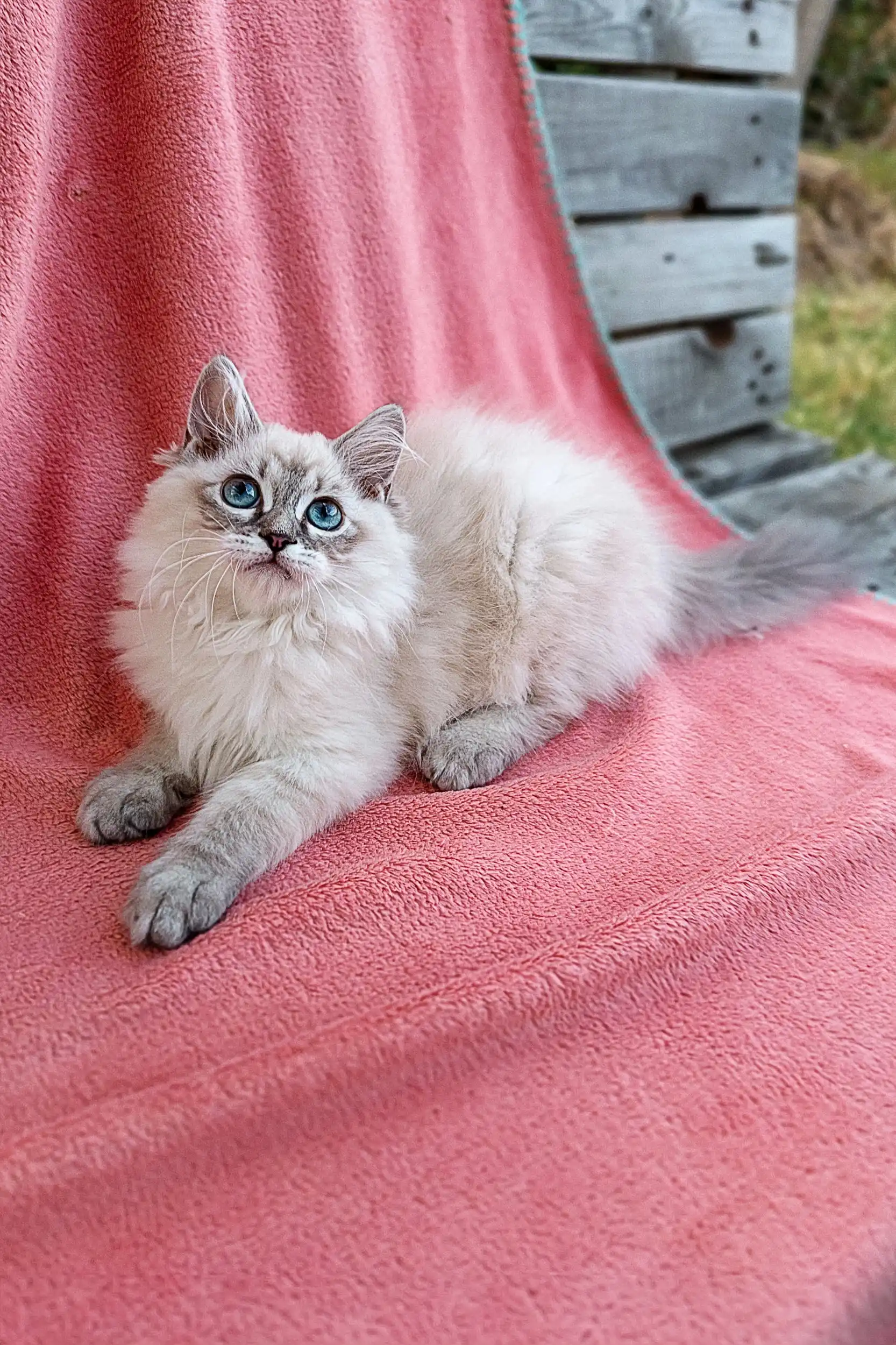 Quence | Siberian Kitten - Image 6