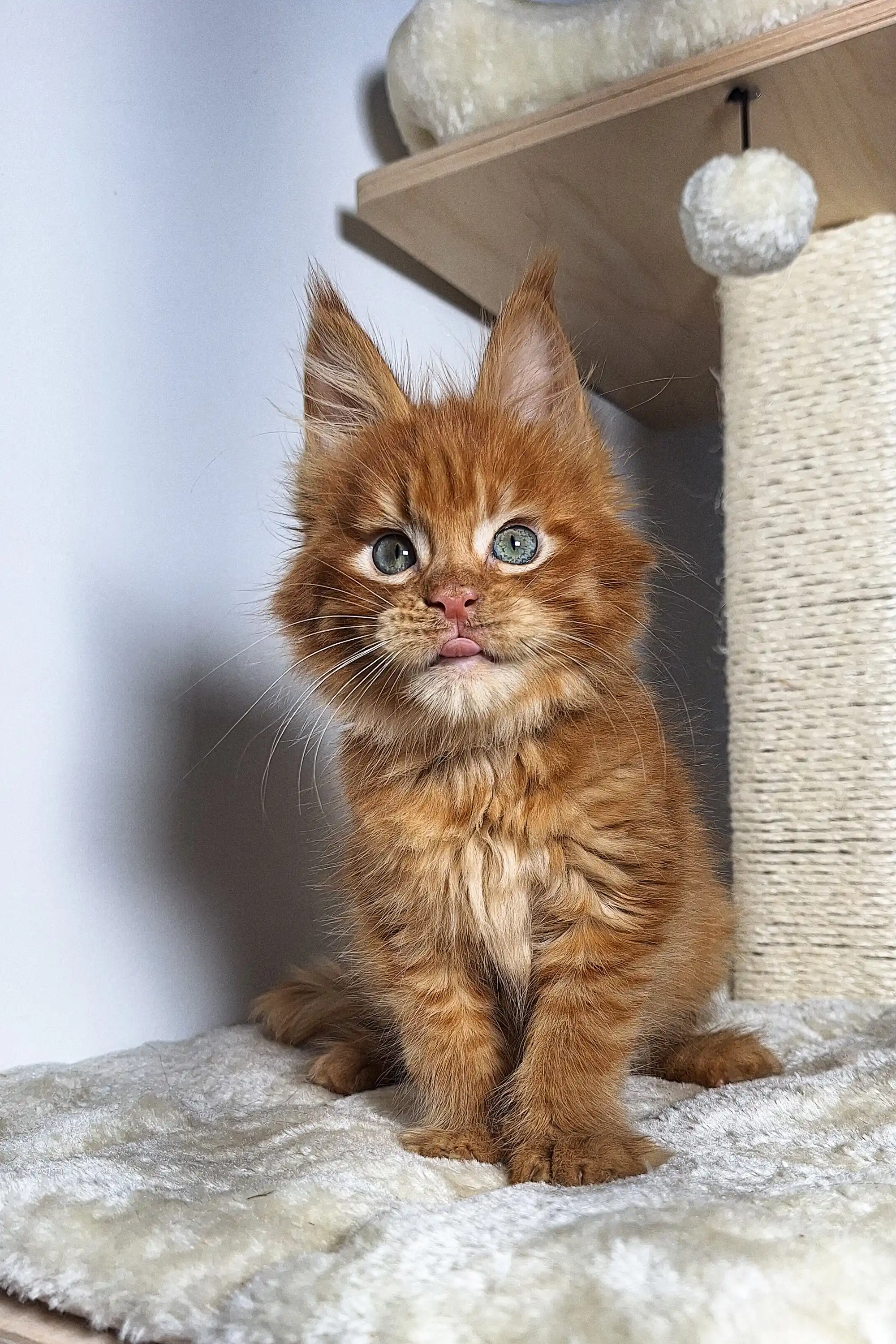 Qwert | Maine Coon Kitten - Image 2