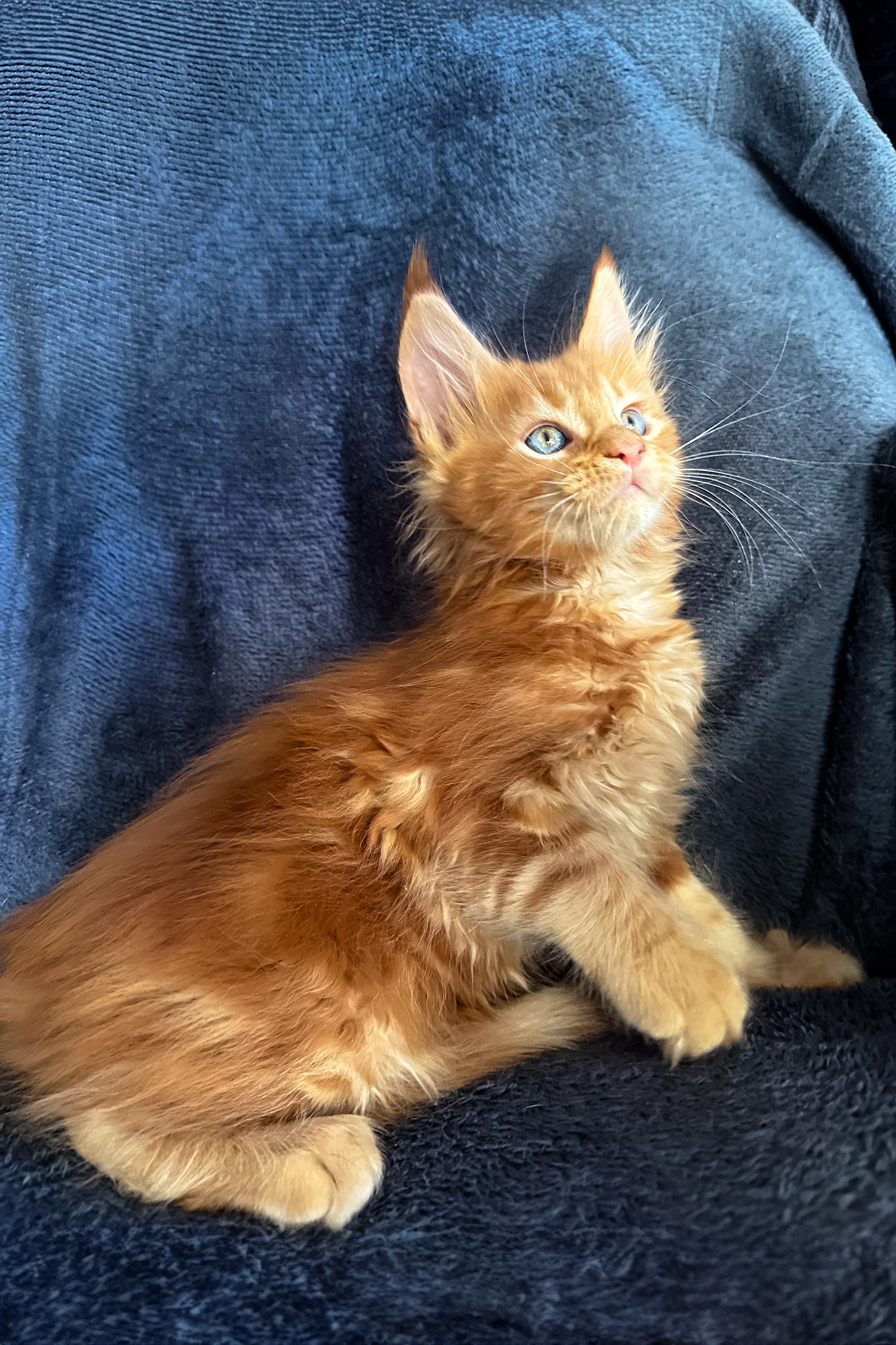 Raad | Maine Coon Kitten - Image 3