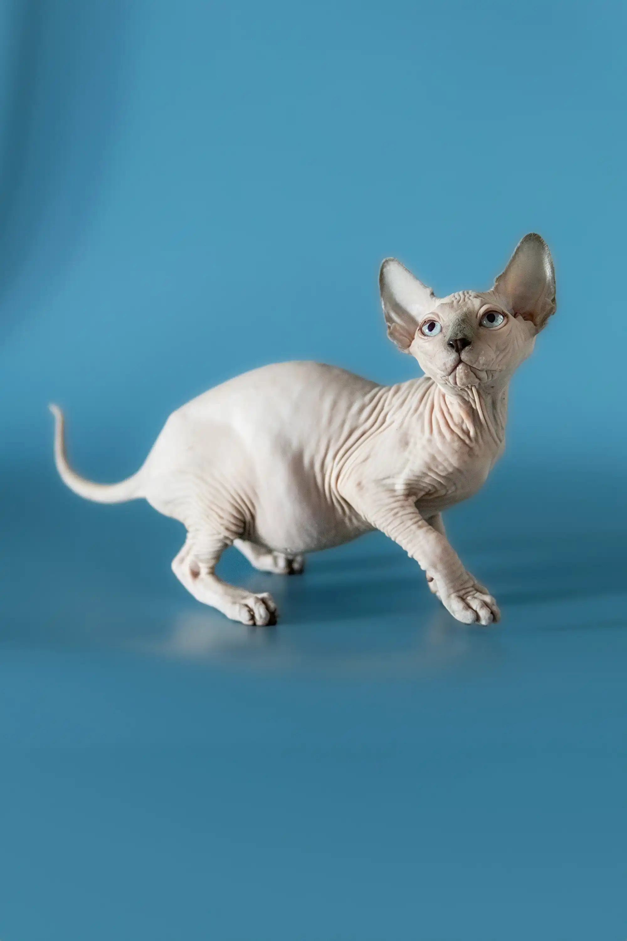 Rado | Canadian Sphynx Kitten - Image 3