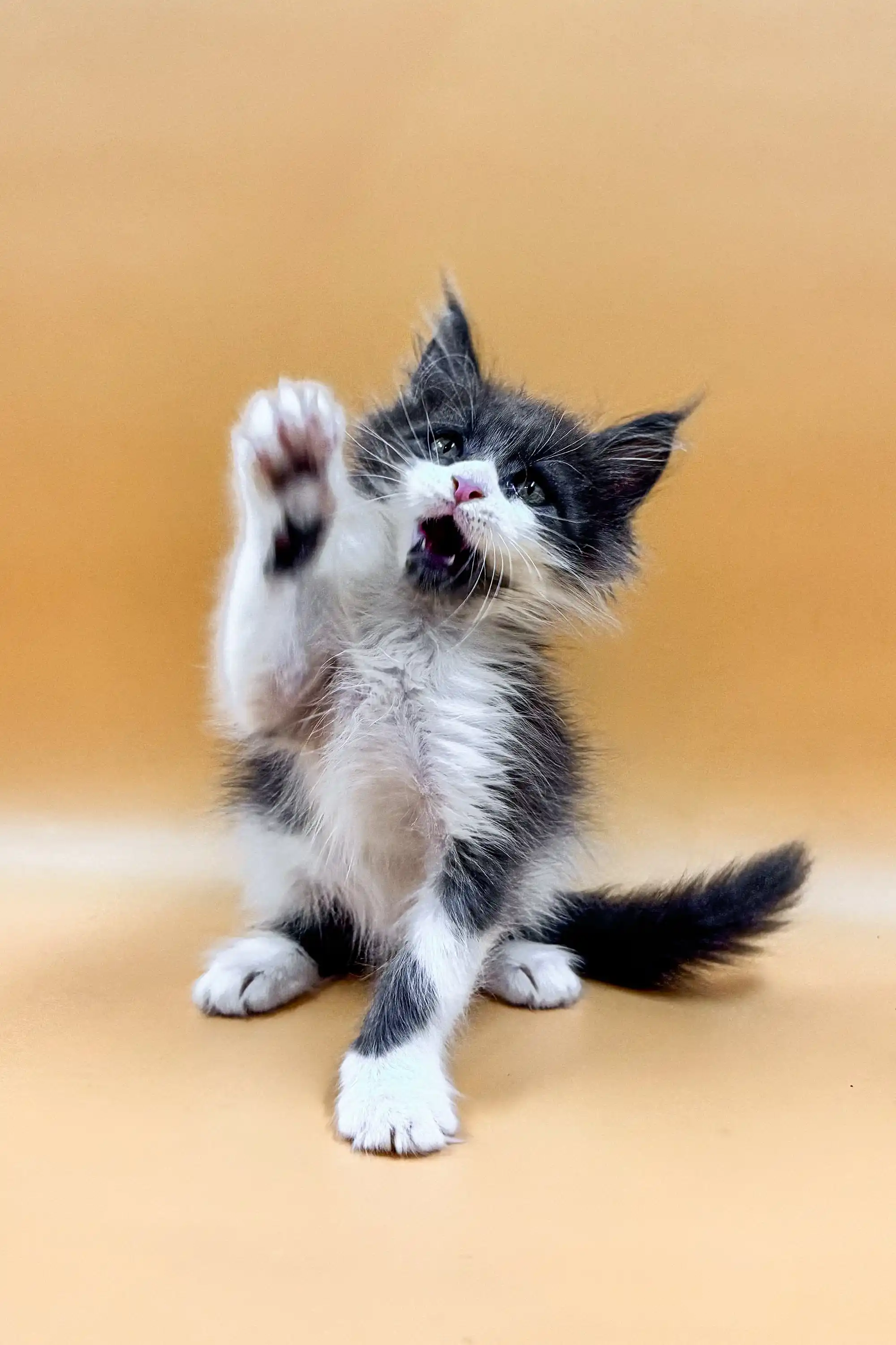 Rafael | Maine Coon Kitten - Image 7