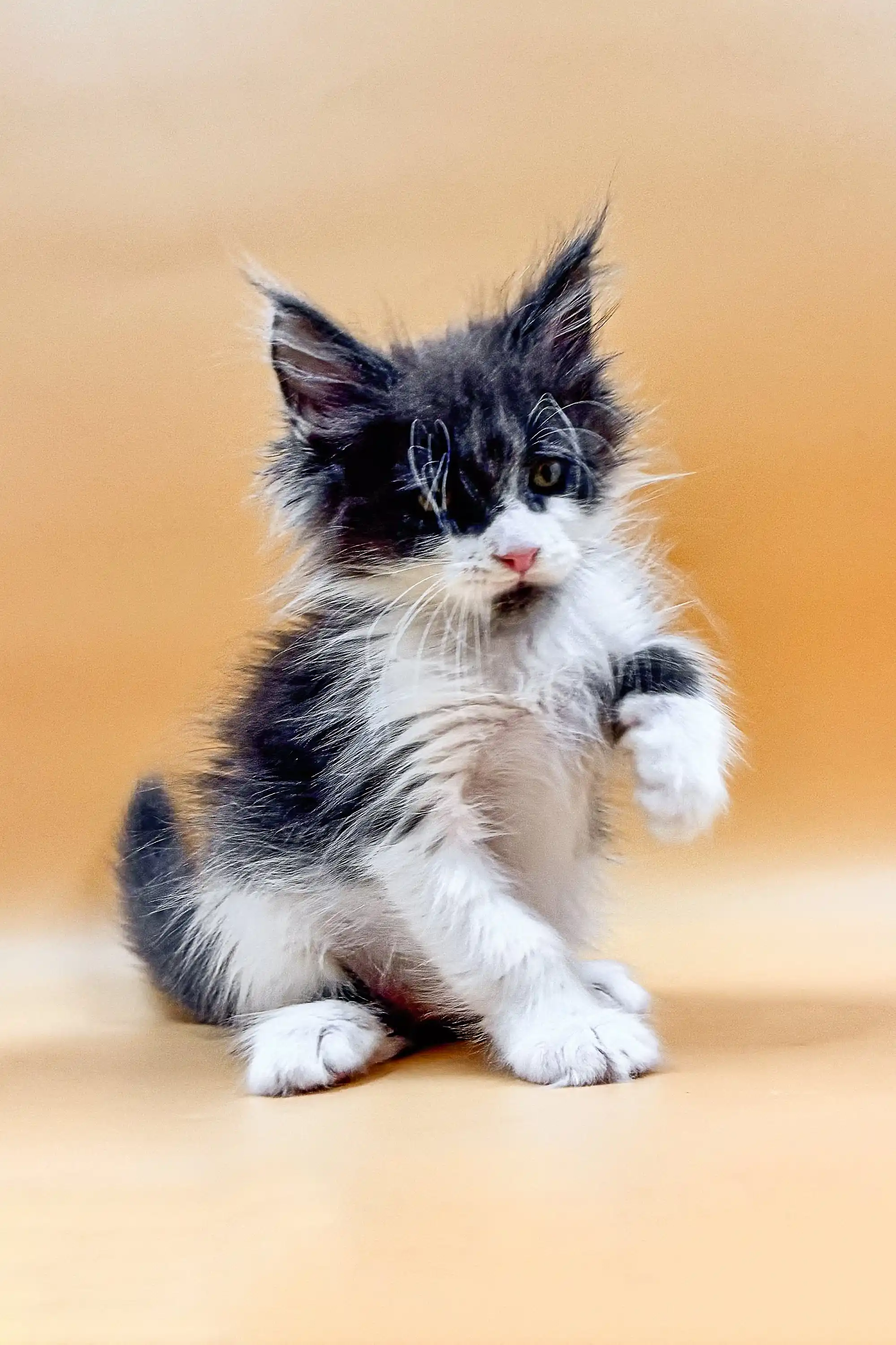Rafael | Maine Coon Kitten - Image 8