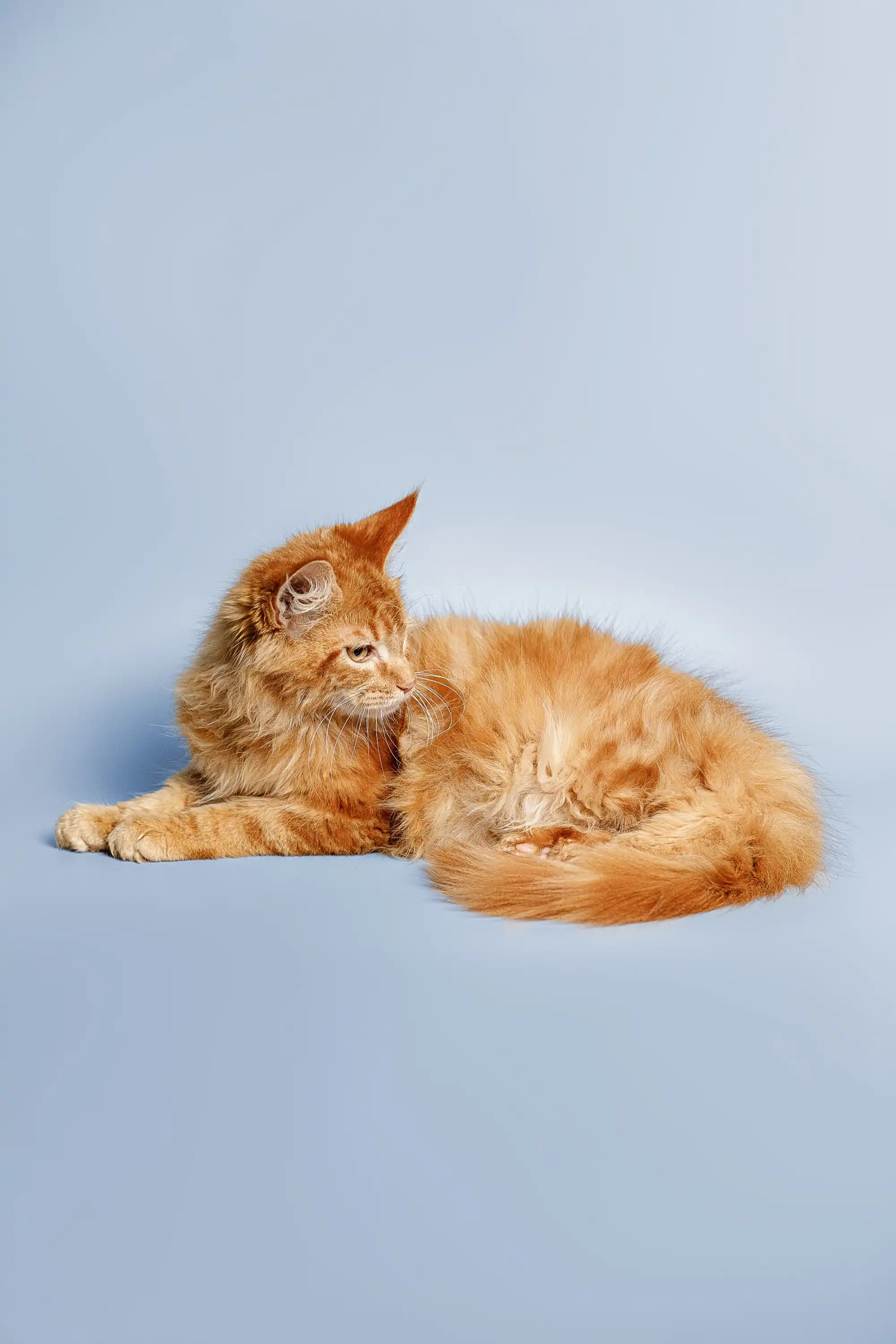 Ragnar | Maine Coon Kitten - Image 10