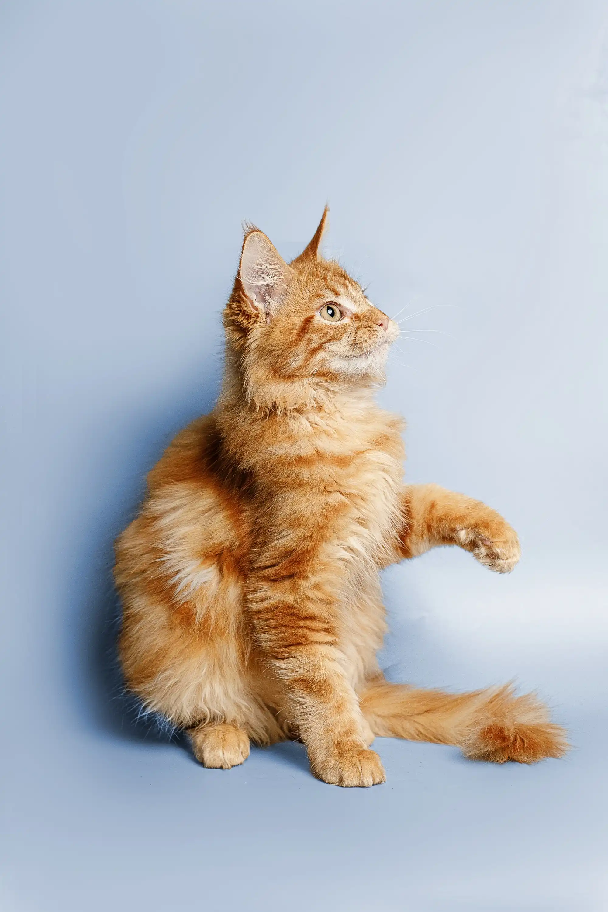 Ragnar | Maine Coon Kitten - Image 14
