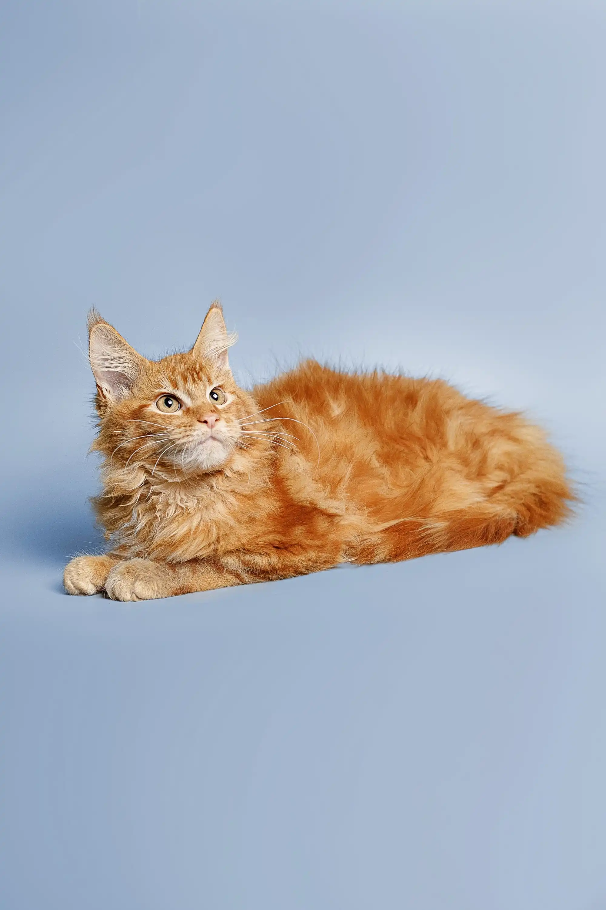 Ragnar | Maine Coon Kitten - Image 23