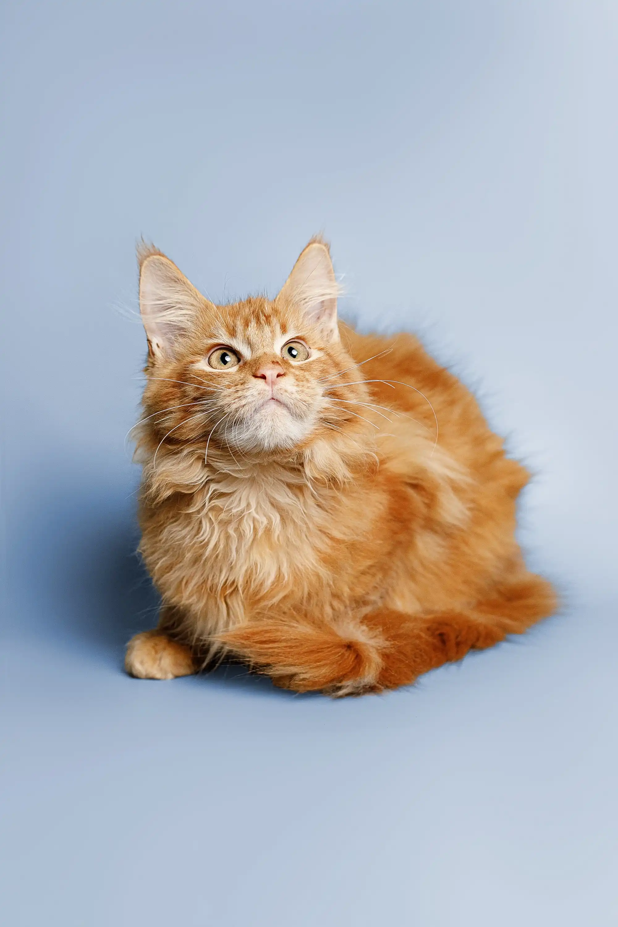 Ragnar | Maine Coon Kitten - Image 25