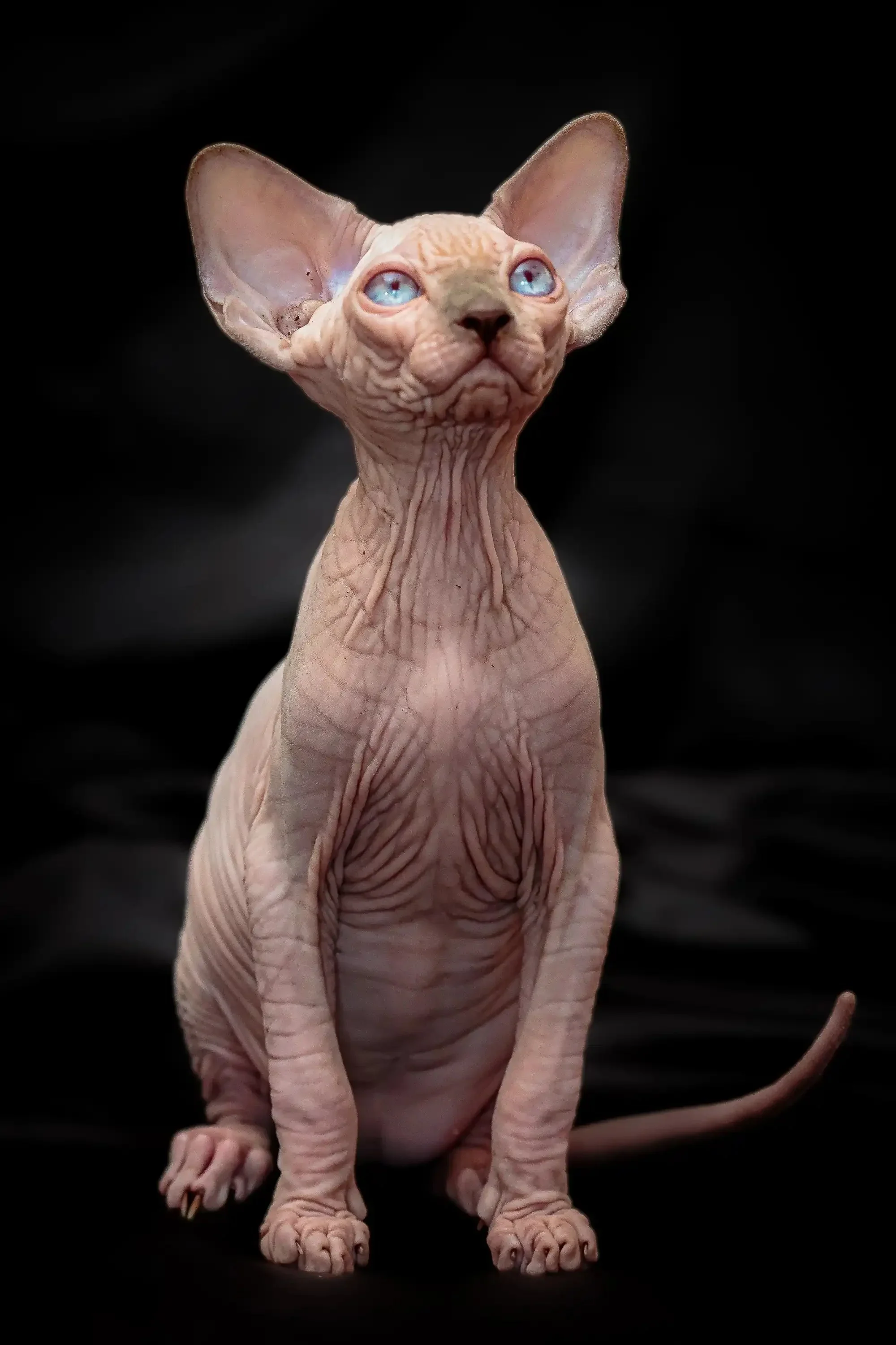 Ralph| Sphynx Kitten - Image 2