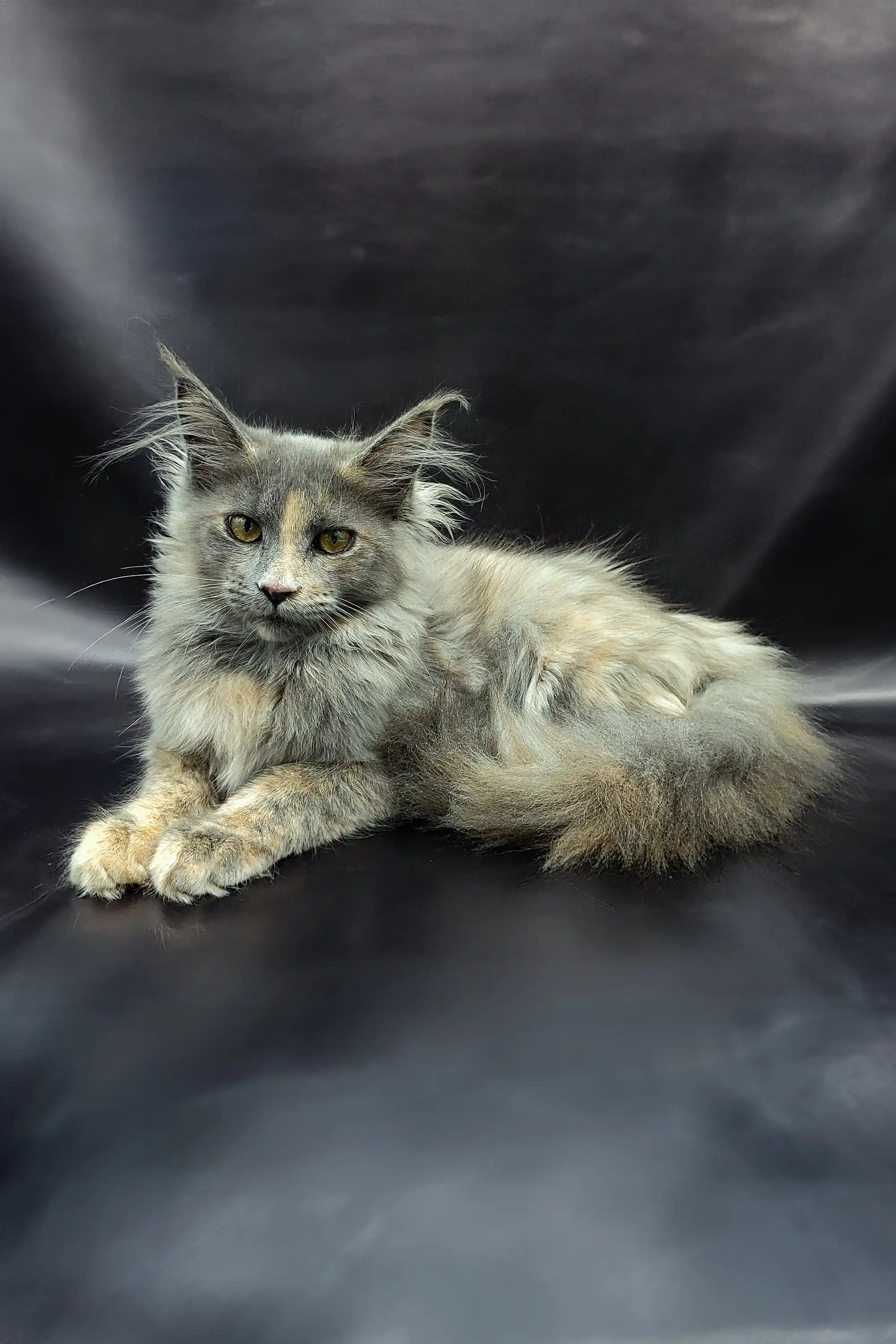 Ramilya | Maine Coon Kitten - Image 5