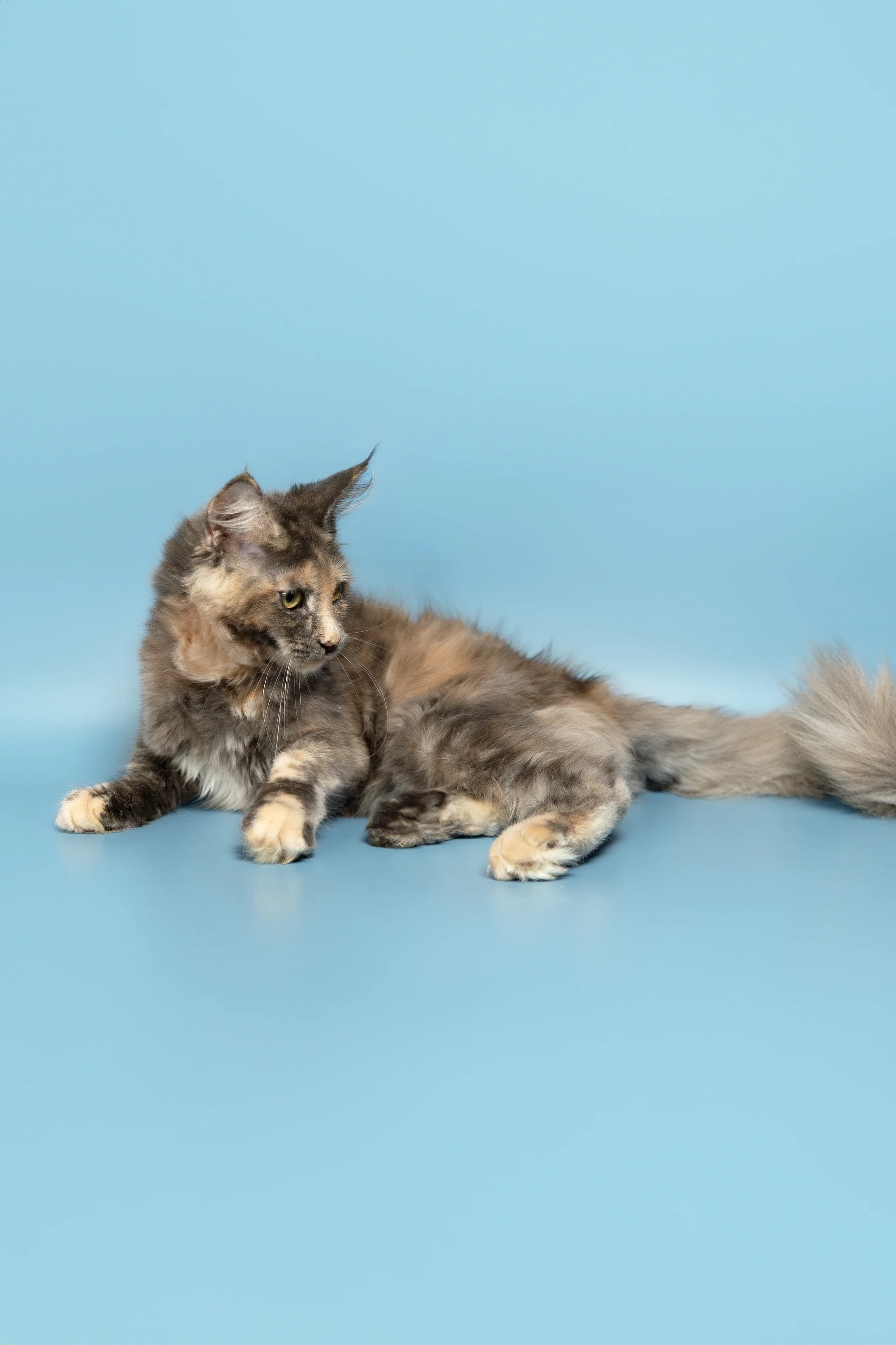 Ramina | Maine Coon Kitten - Image 6