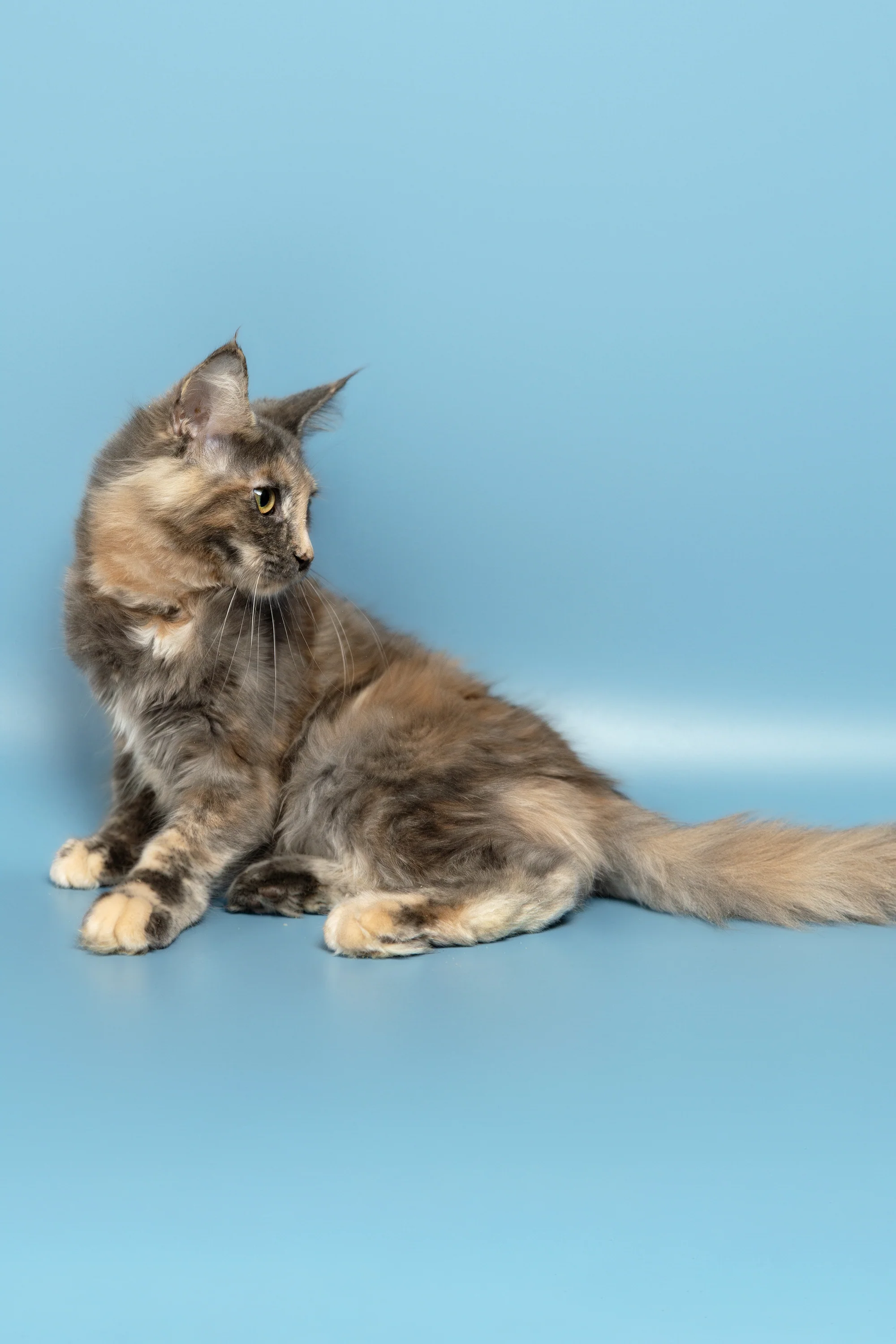 Ramina | Maine Coon Kitten - Image 7