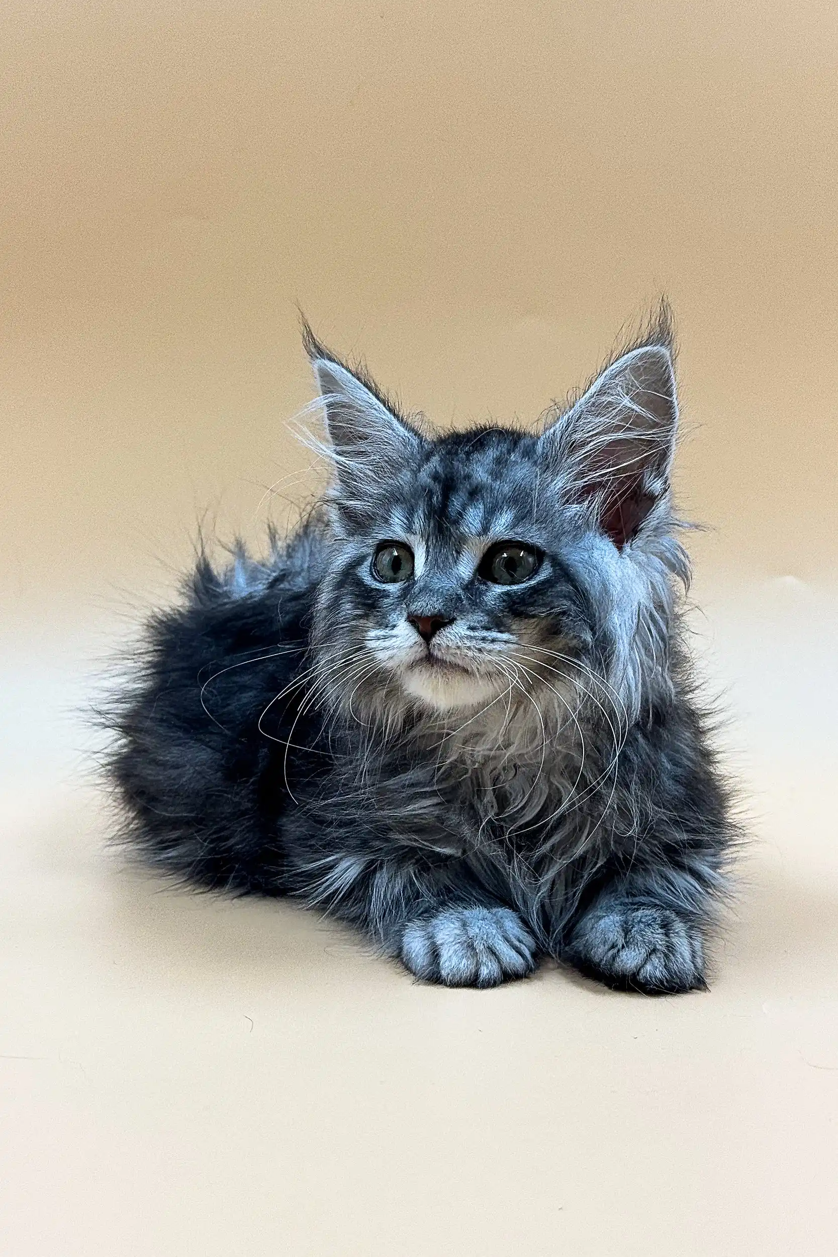 Ramses | Maine Coon Kitten - Image 3