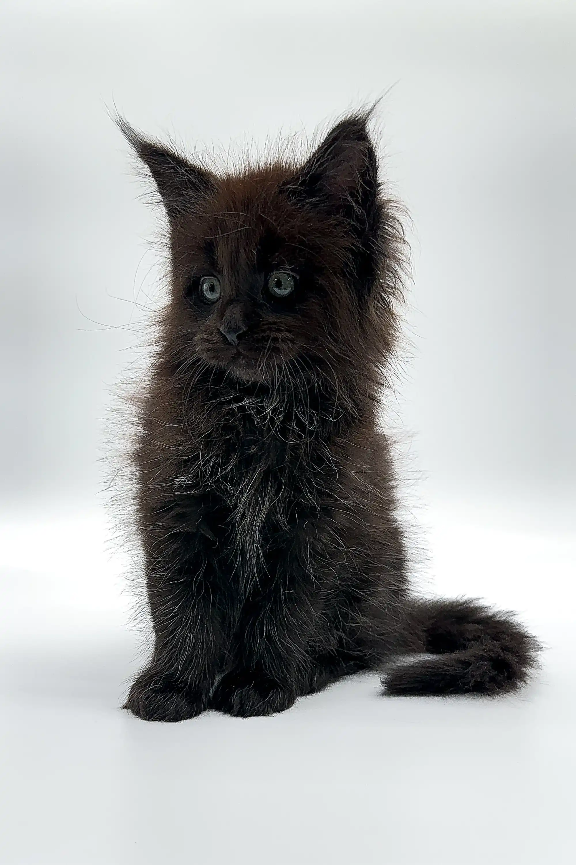 Rania | Maine Coon Kitten - Image 2