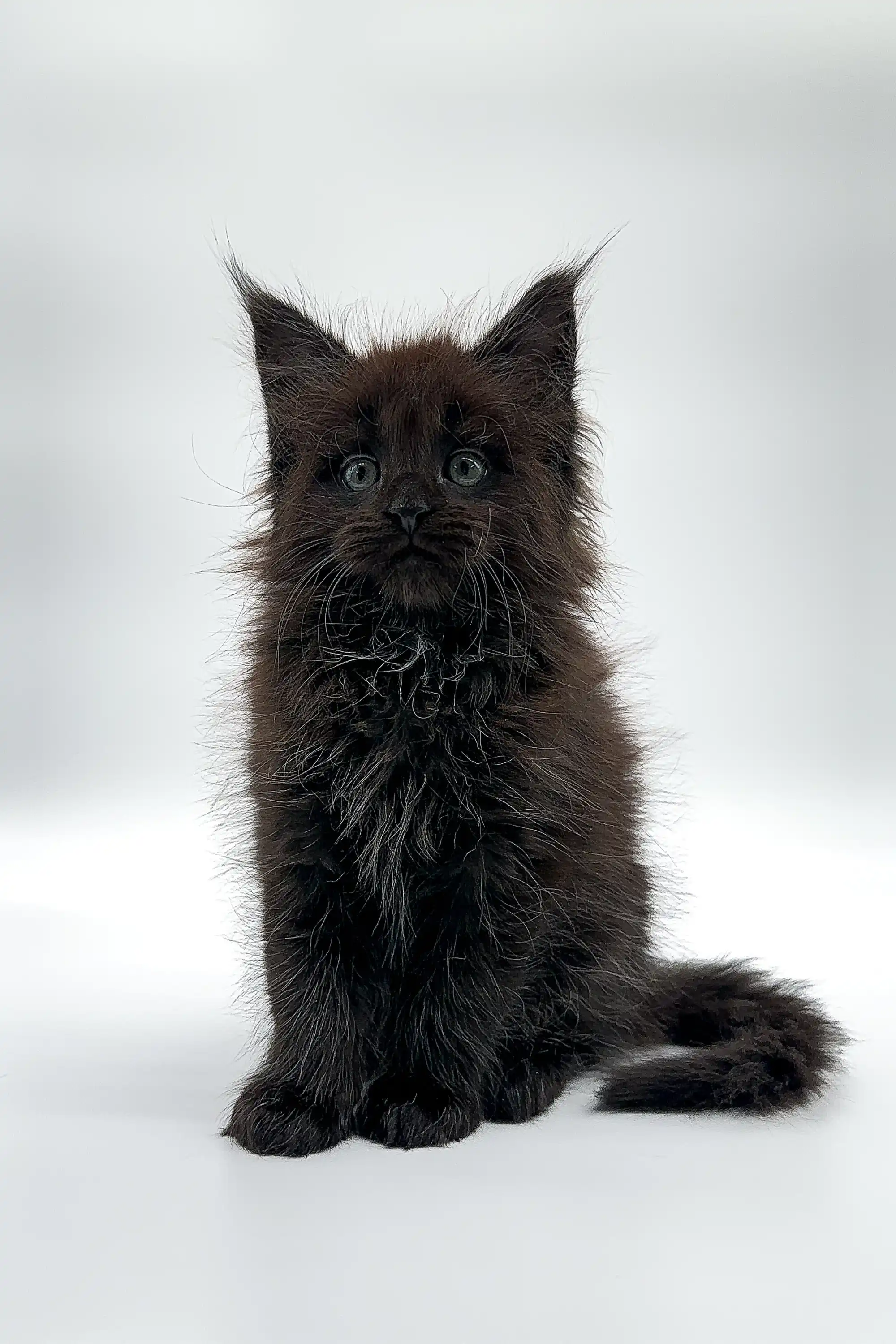 Rania | Maine Coon Kitten - Image 3
