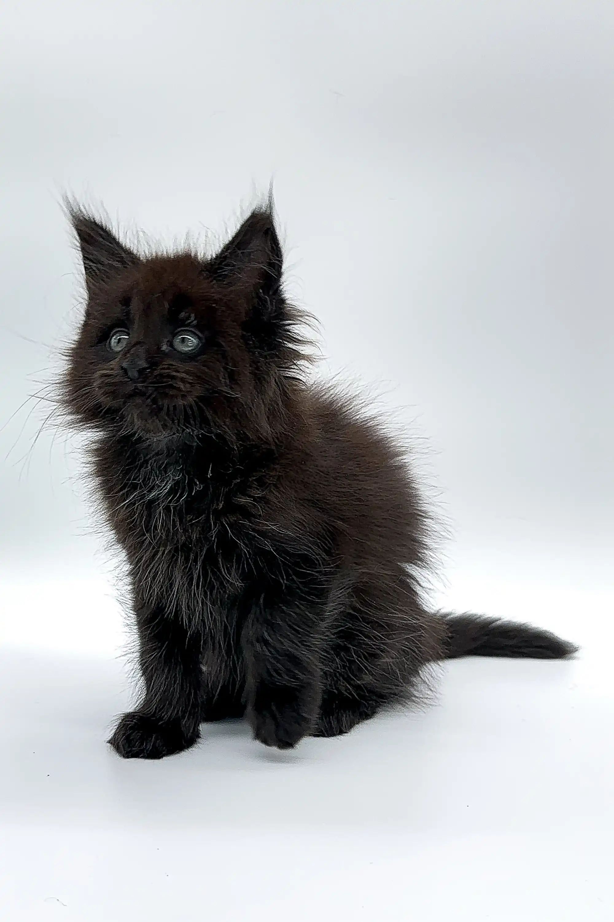 Rania | Maine Coon Kitten - Image 6