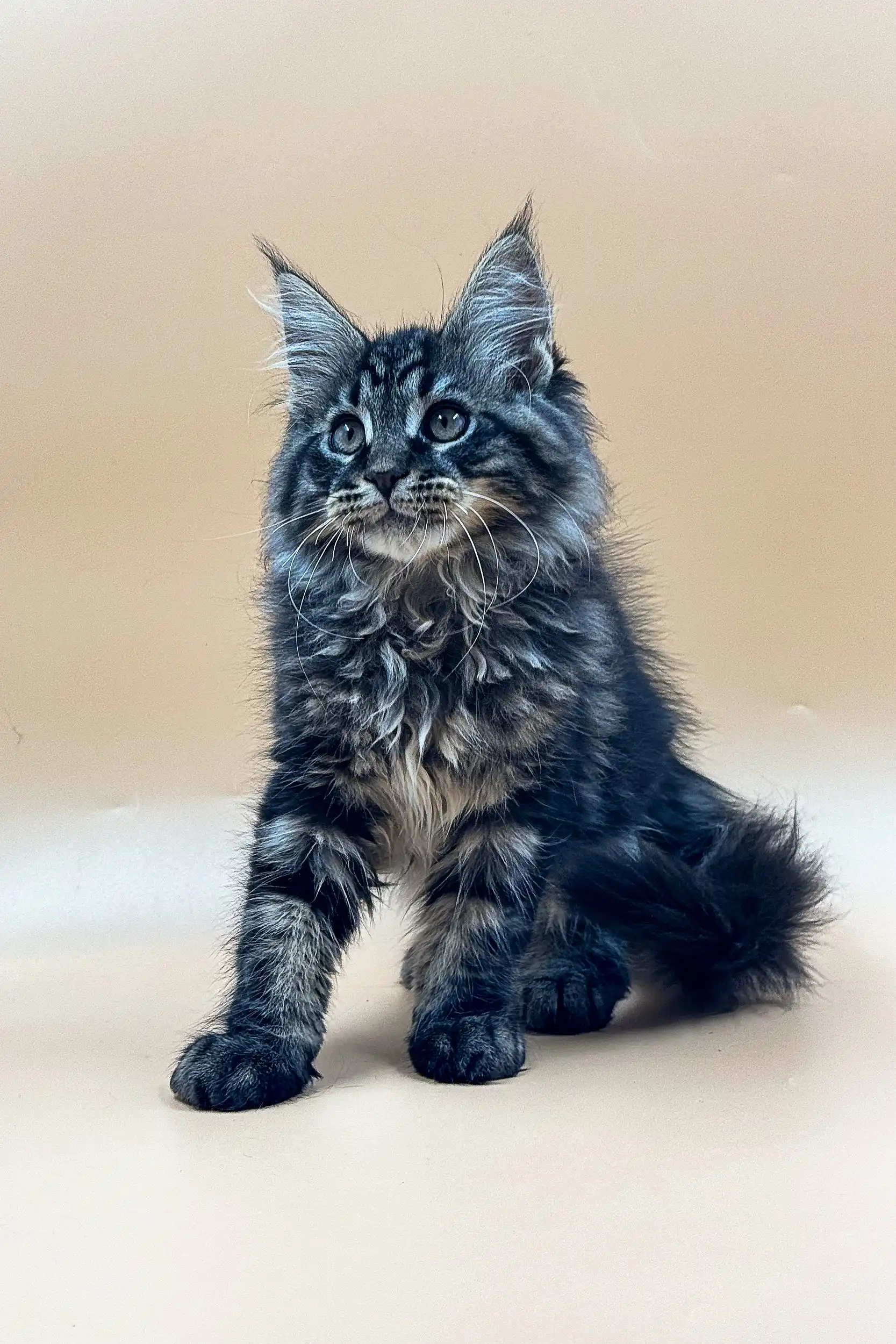 Rasmuss | Maine Coon Kitten - Image 11