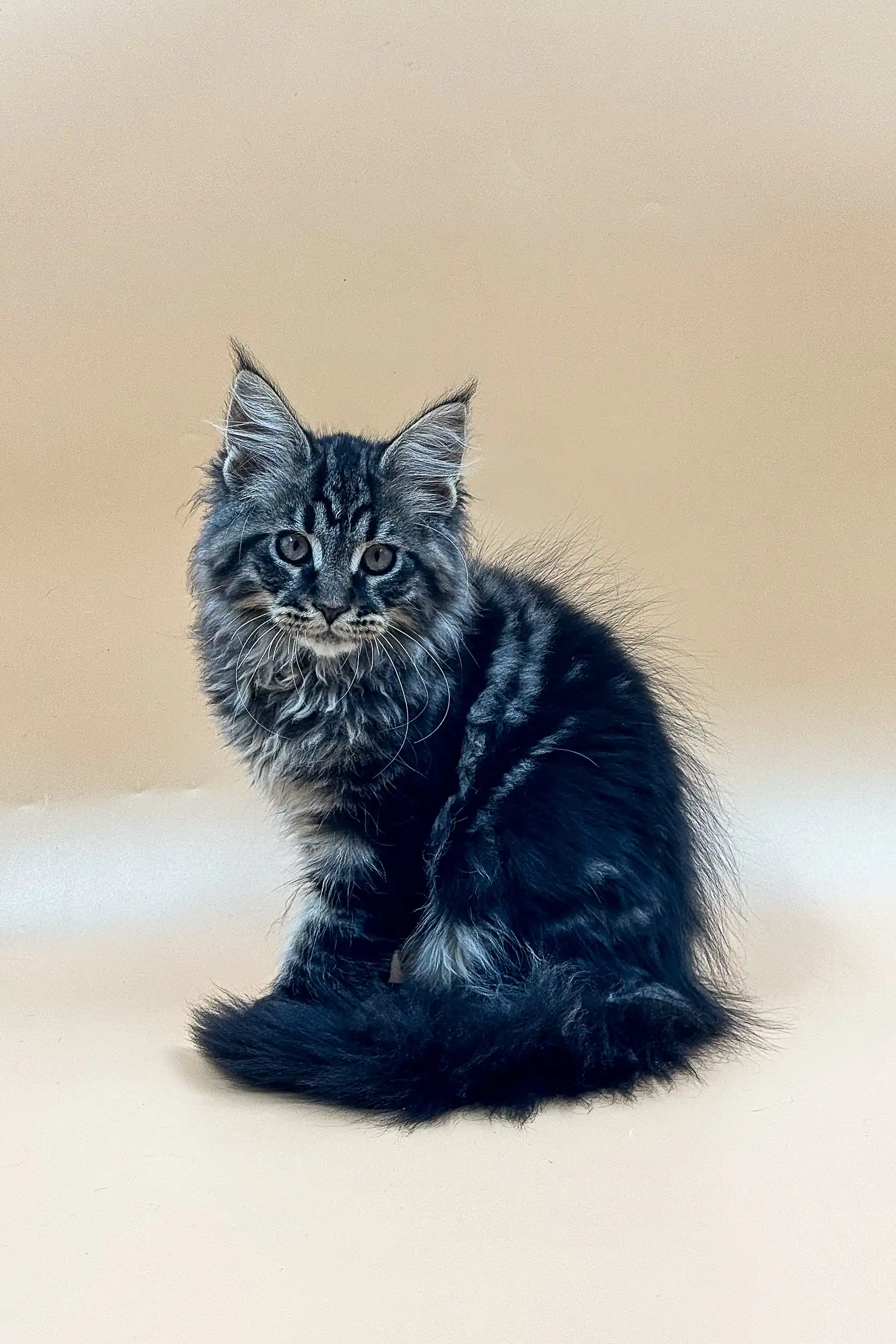 Rasmuss | Maine Coon Kitten - Image 15
