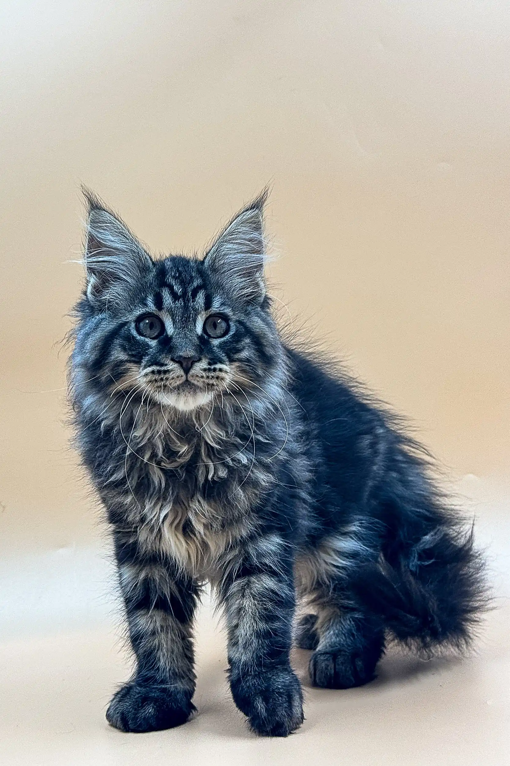 Rasmuss | Maine Coon Kitten - Image 16