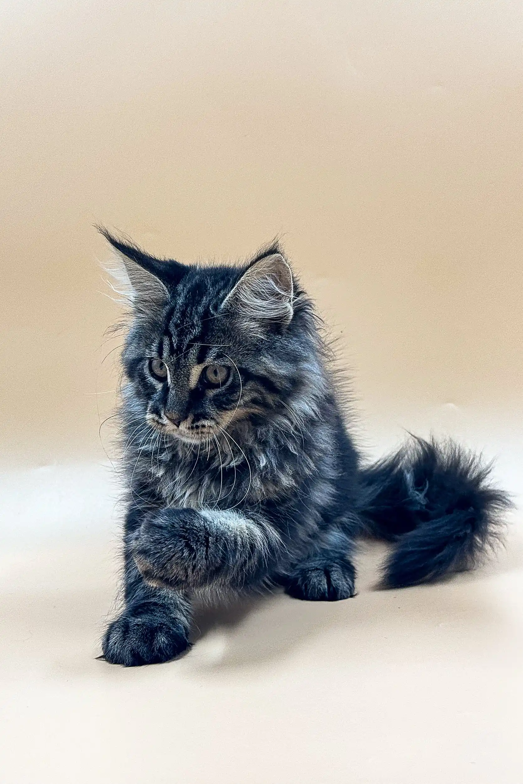 Rasmuss | Maine Coon Kitten - Image 8