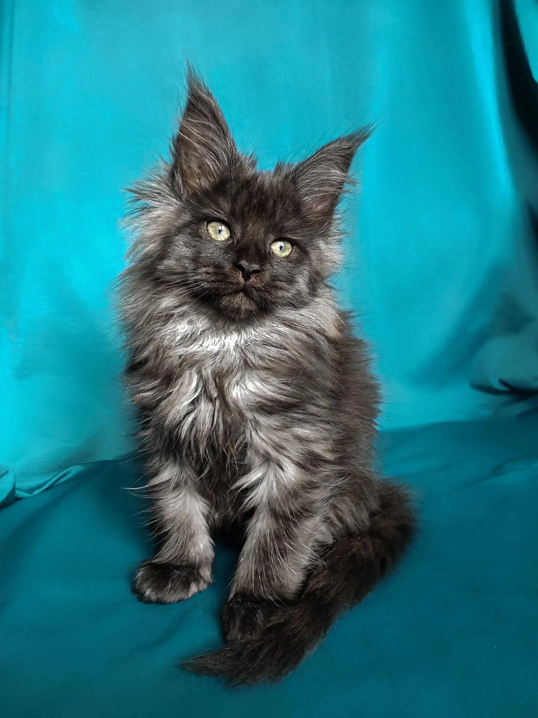 Raven| Maine Coon Kitten - Image 5