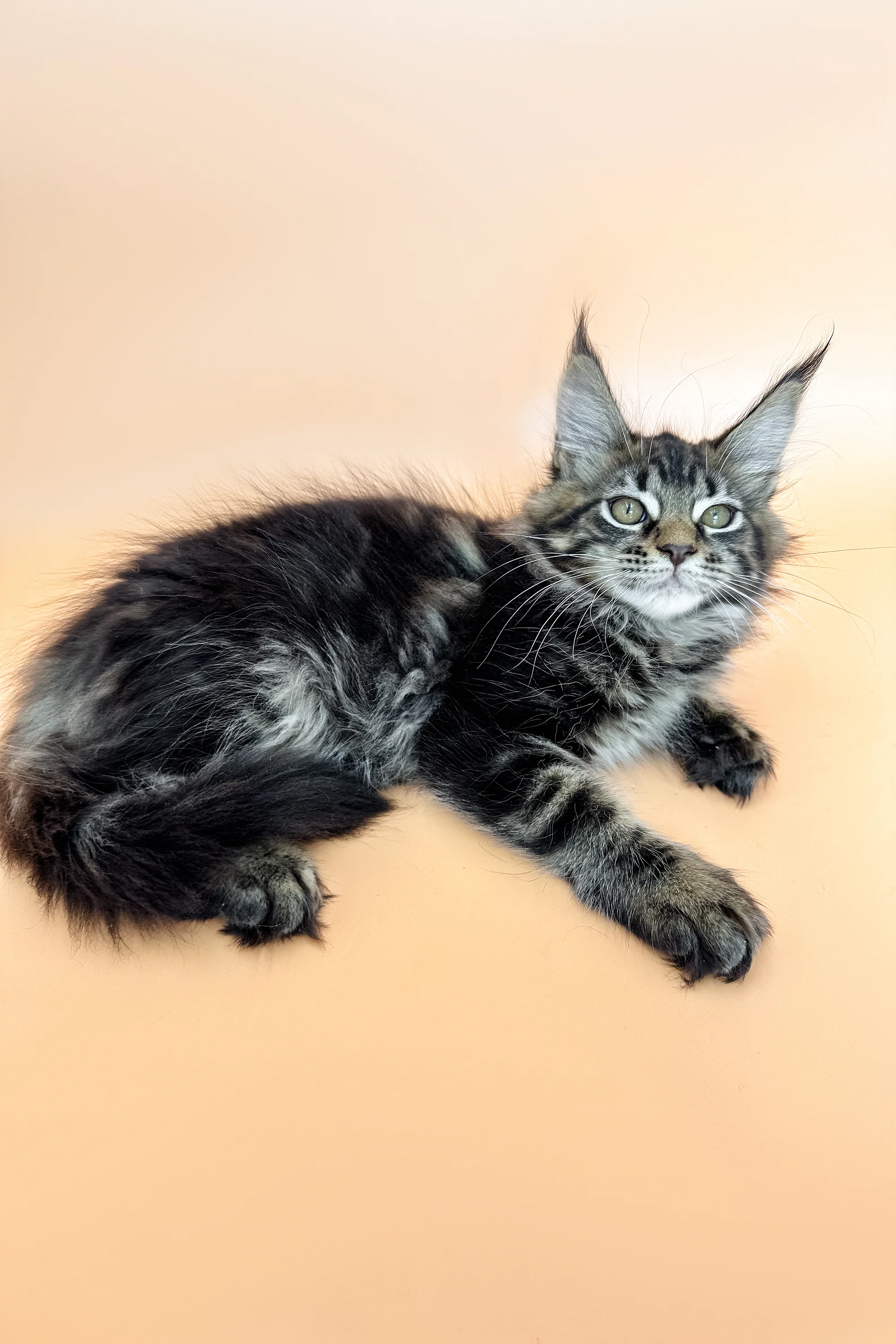 Raya | Maine Coon Kitten - Image 3